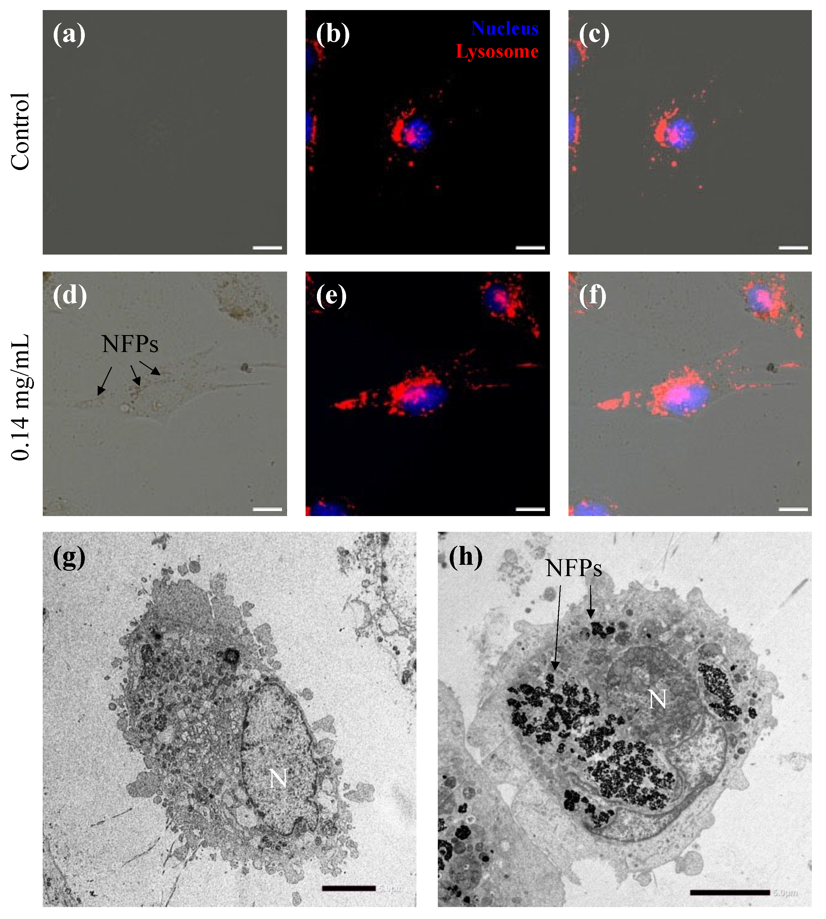 Nanomaterials 14 00251 g003