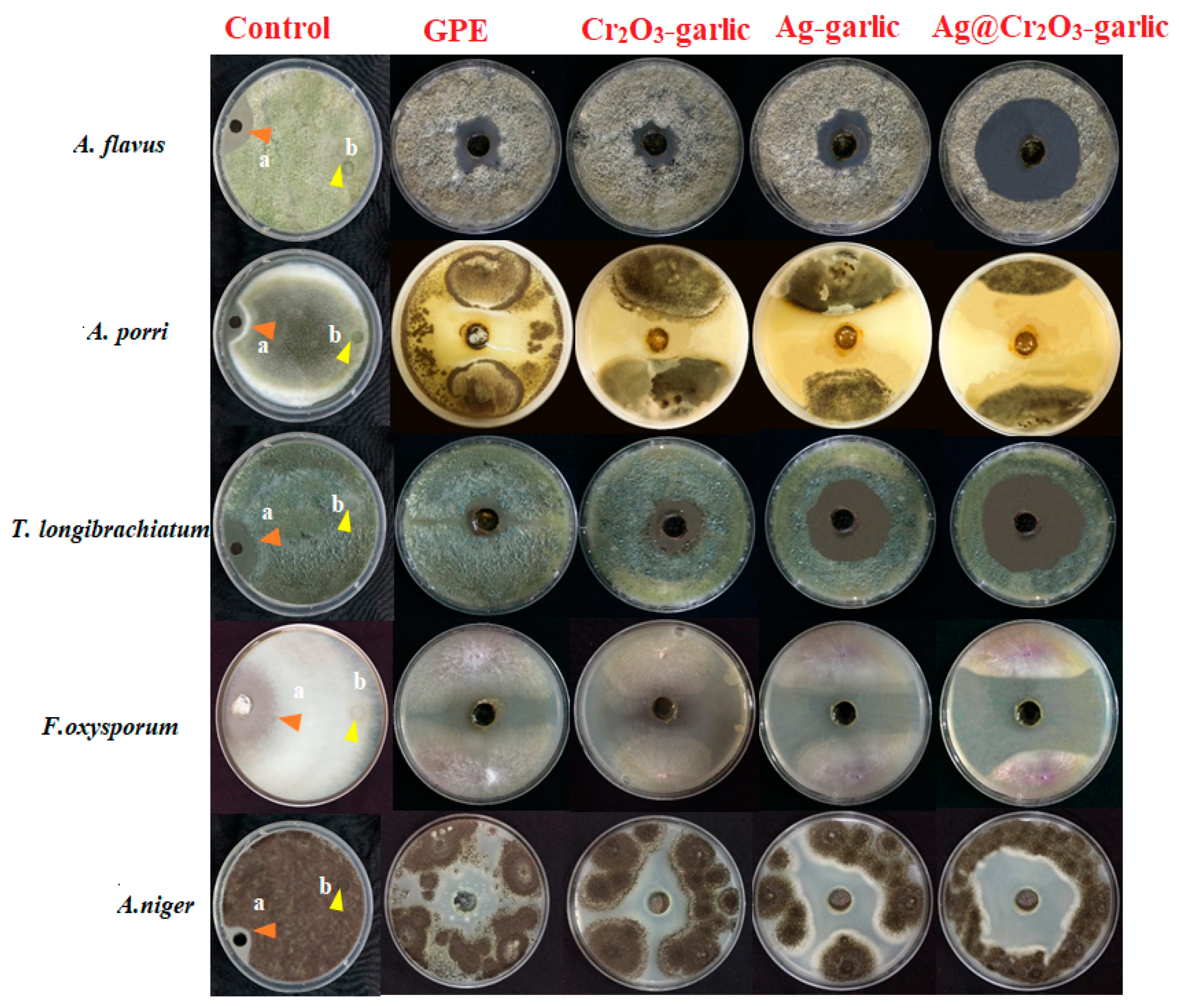 Nanomaterials 14 00289 g009