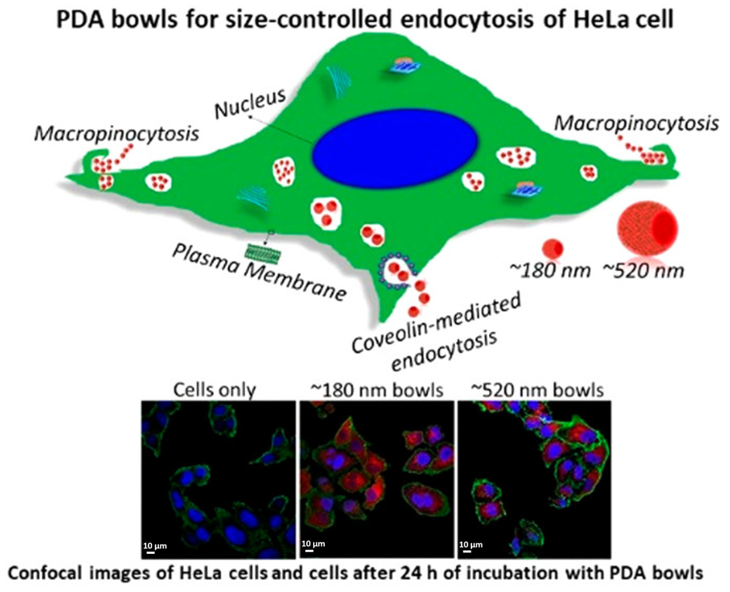 Nanomaterials 14 00303 g003