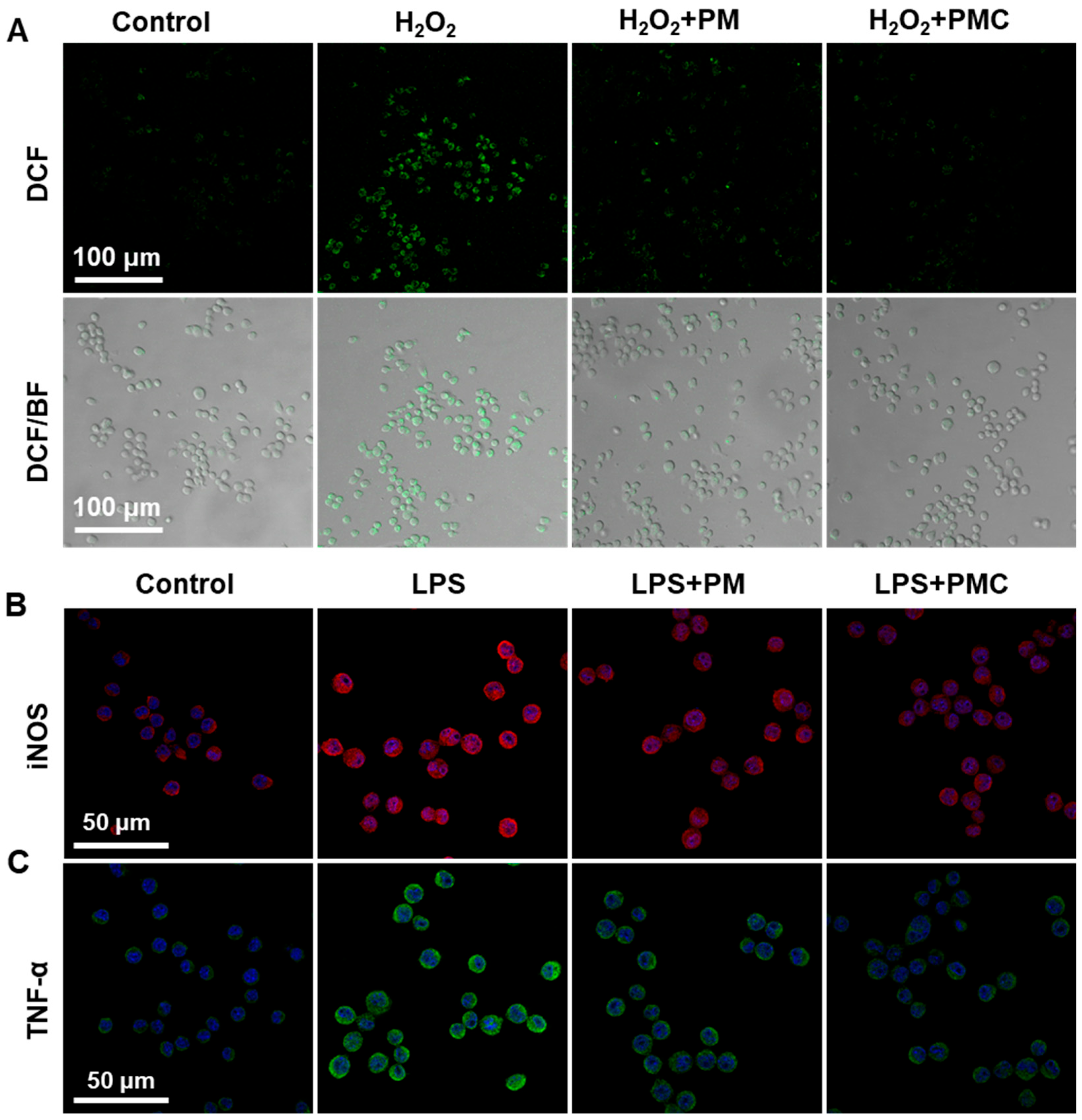 Nanomaterials 14 00389 g005