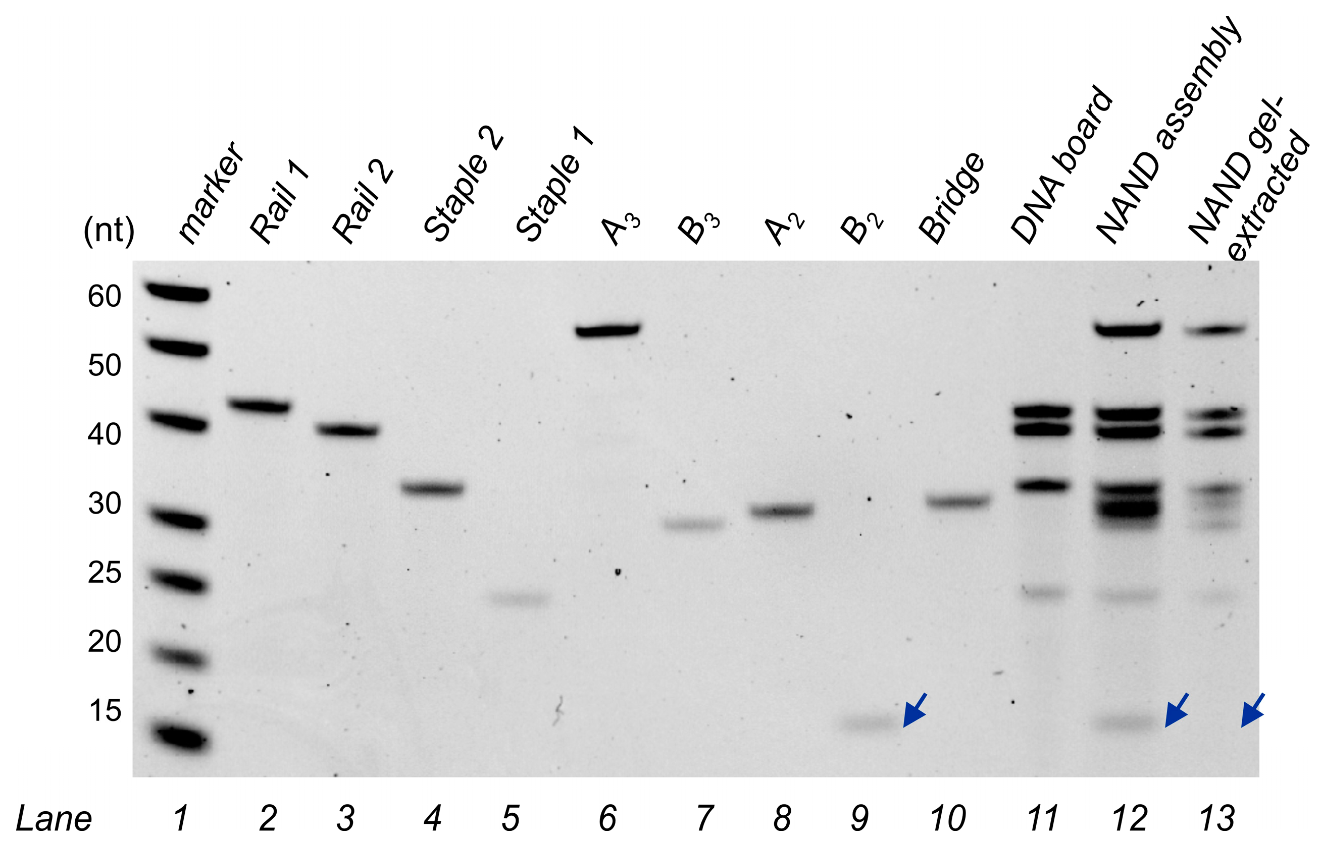 Nanomaterials 14 00600 g008