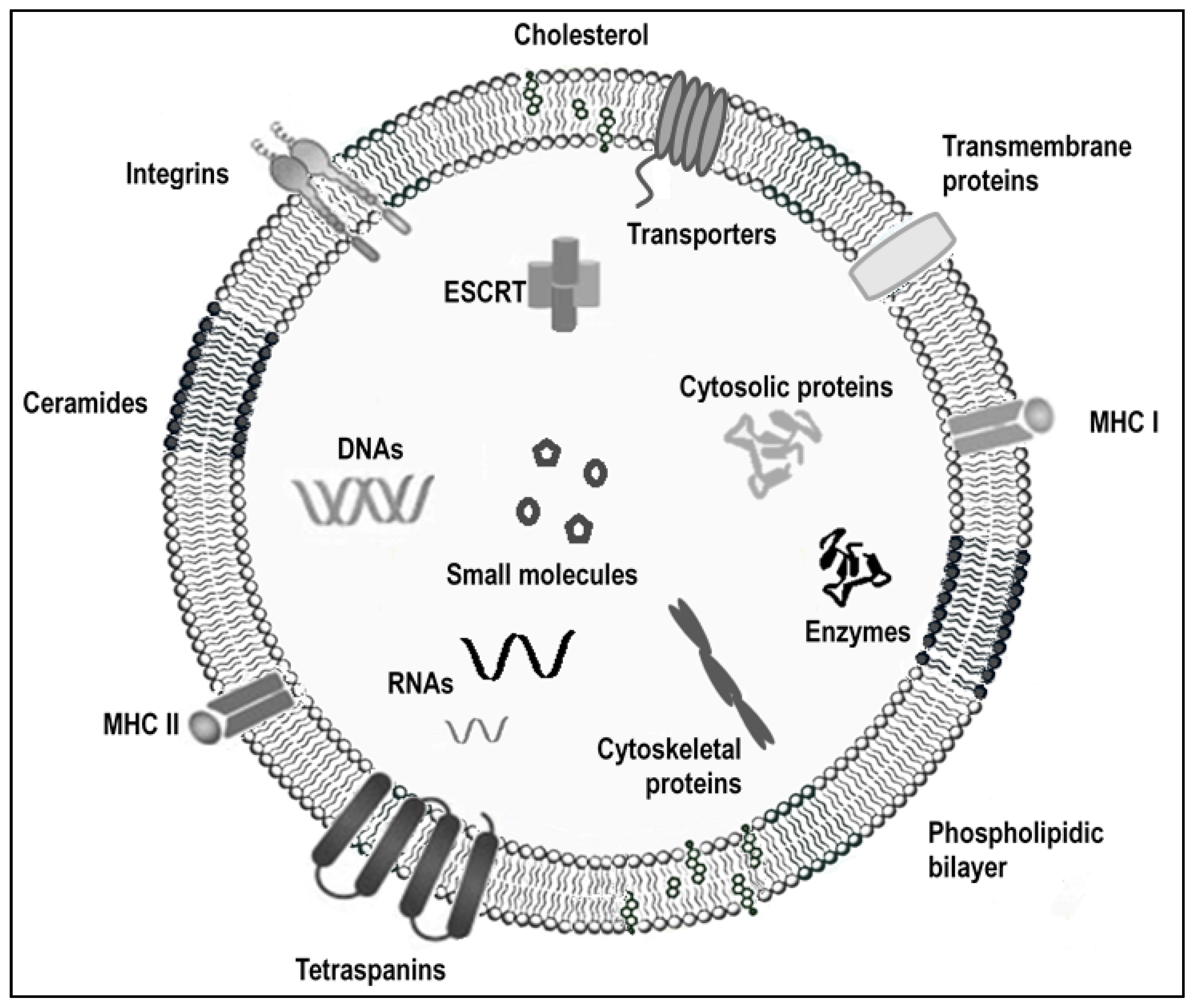 Nanomaterials | Free Full-Text | Engineered and Mimicked Extracellular  Nanovesicles for Therapeutic Delivery