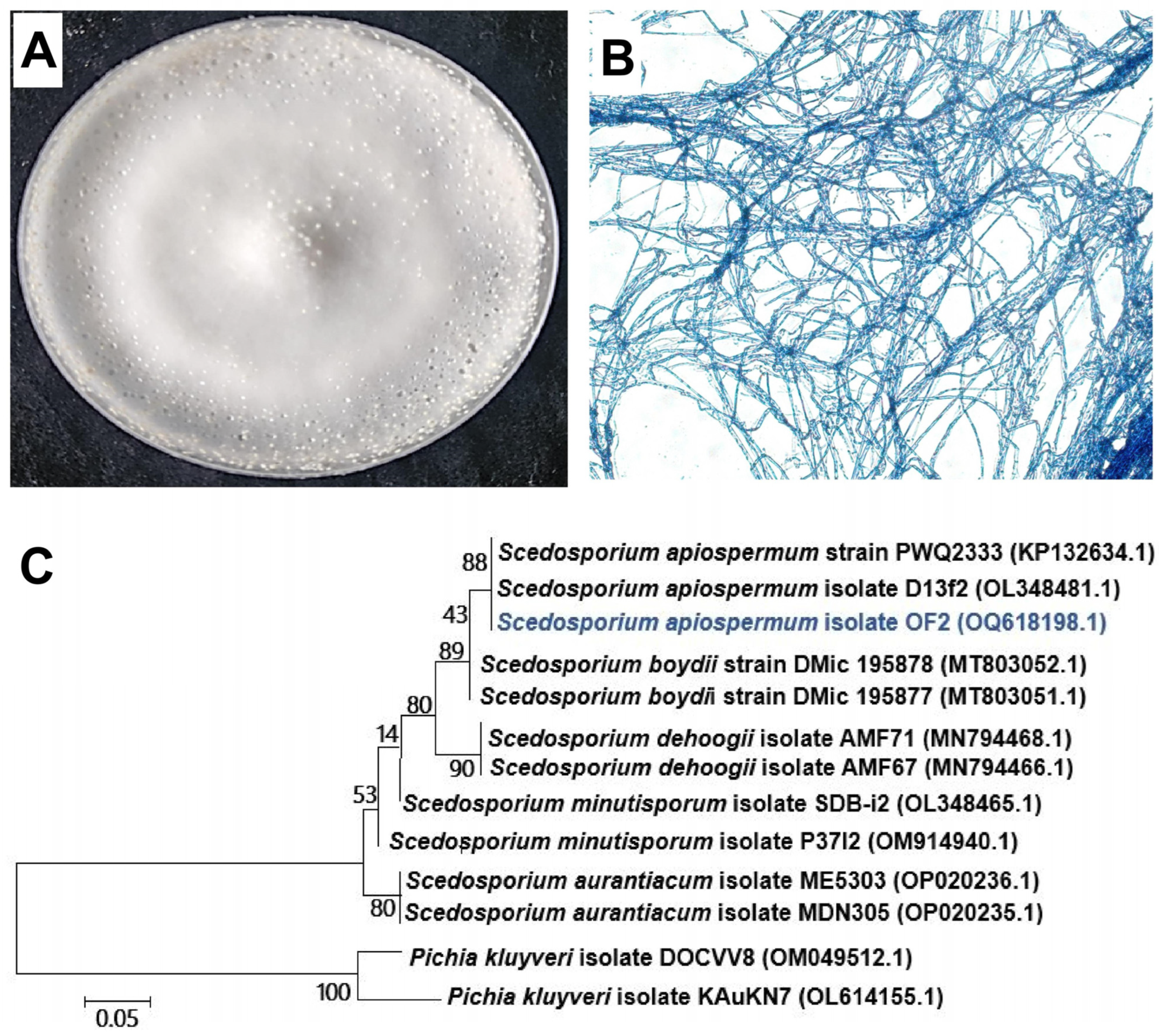 Nanomaterials 14 00927 g001