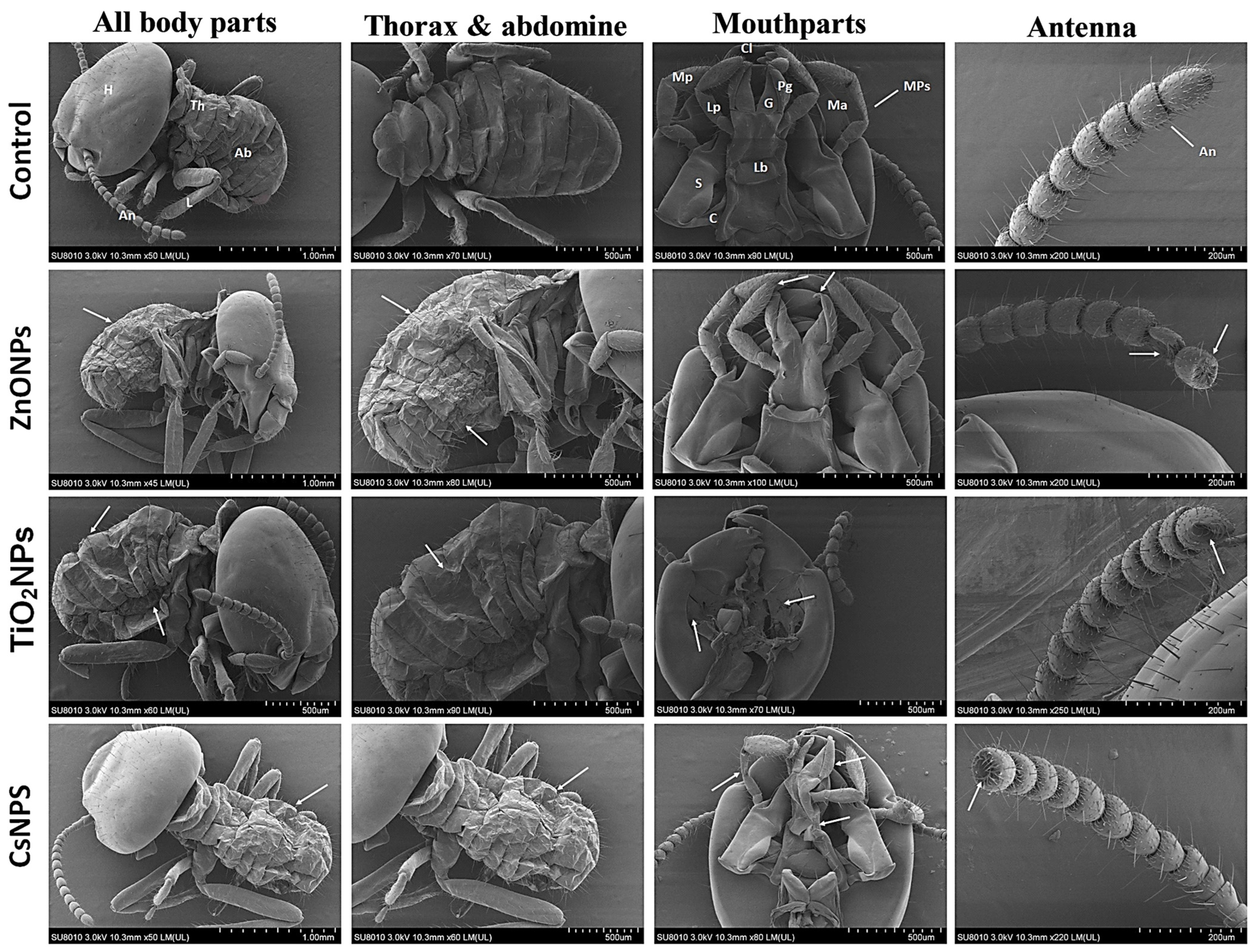 Nanomaterials 14 00927 g007
