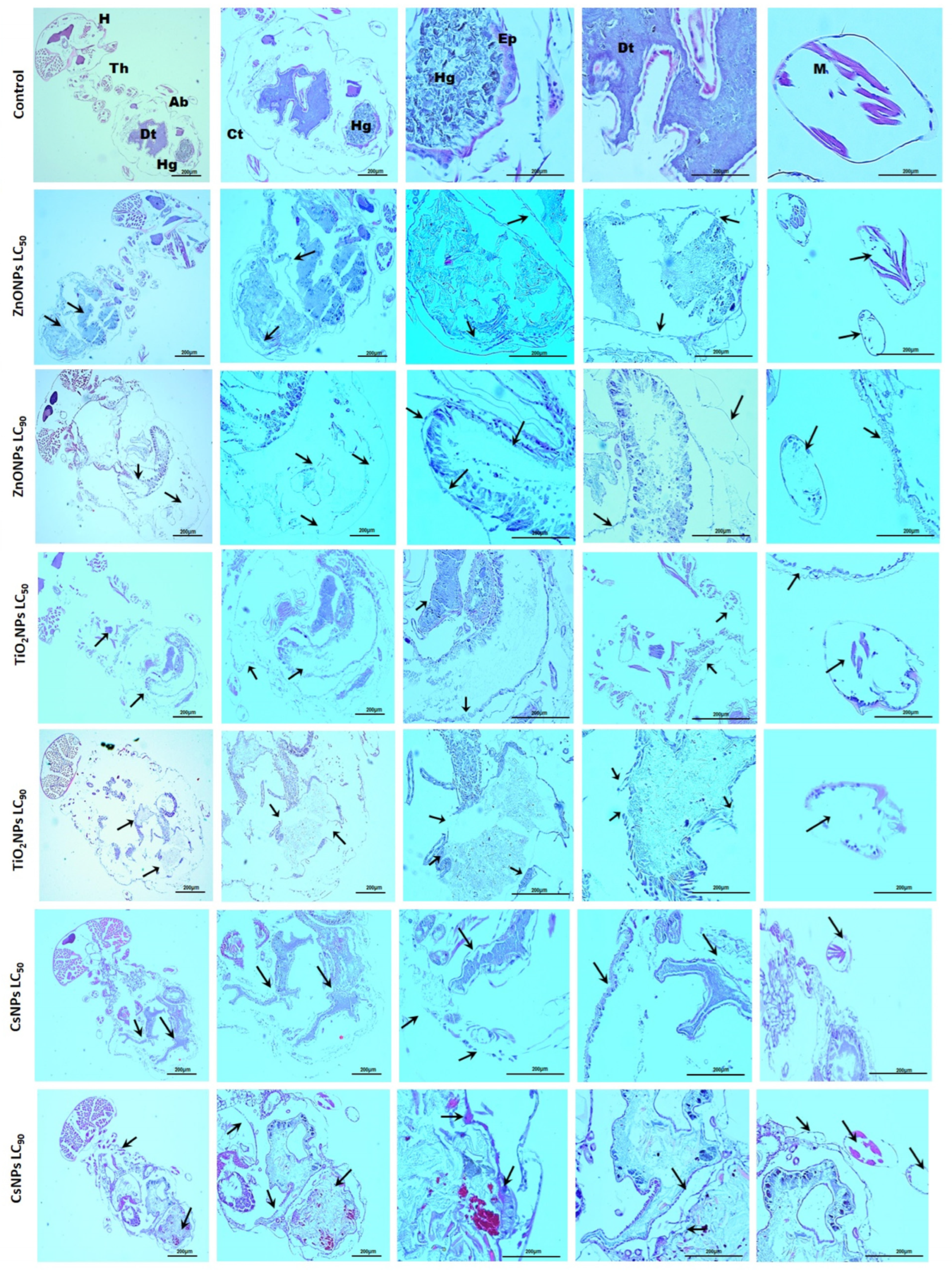 Nanomaterials 14 00927 g008