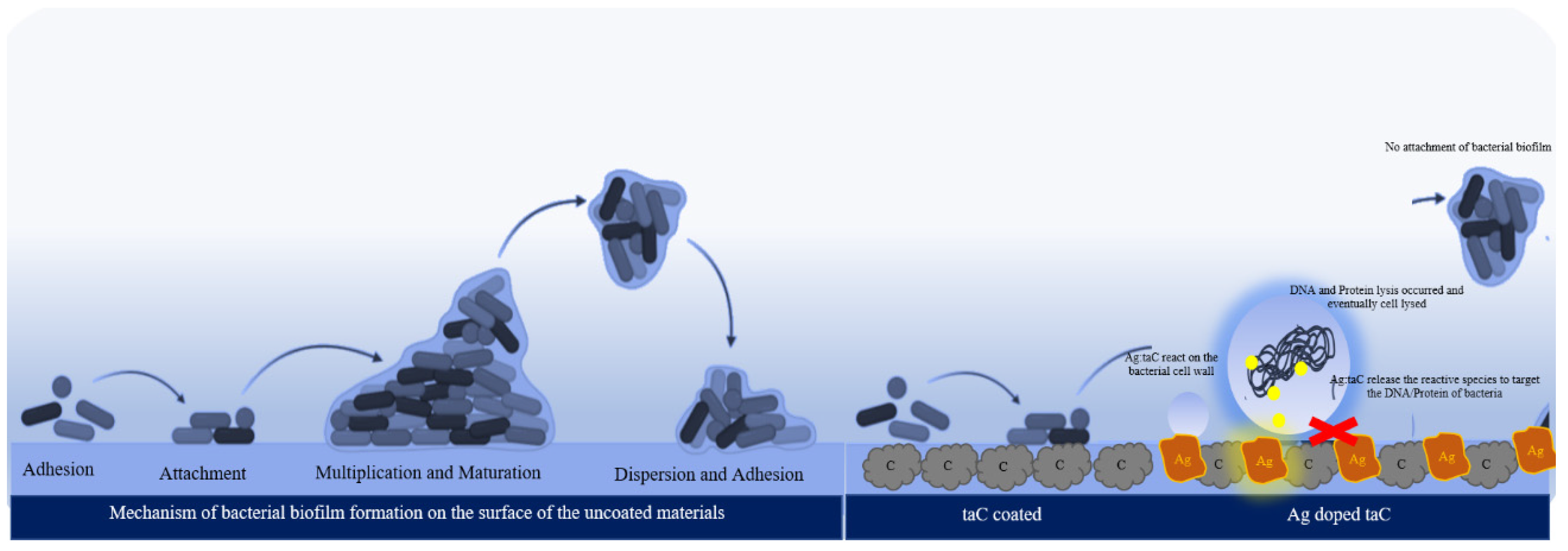 Nanomaterials 14 01017 g009