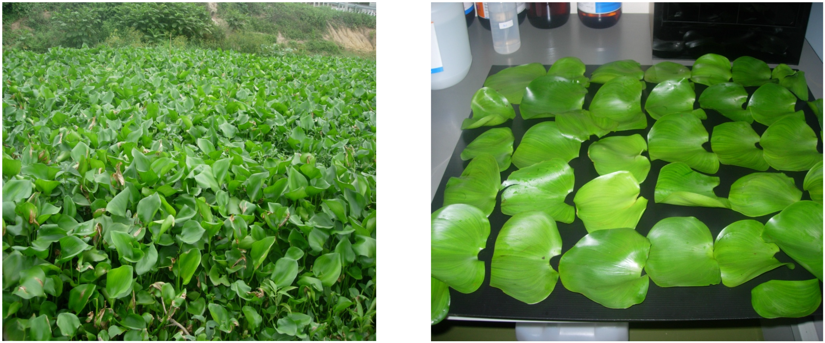 Nanomaterials 14 01018 g001