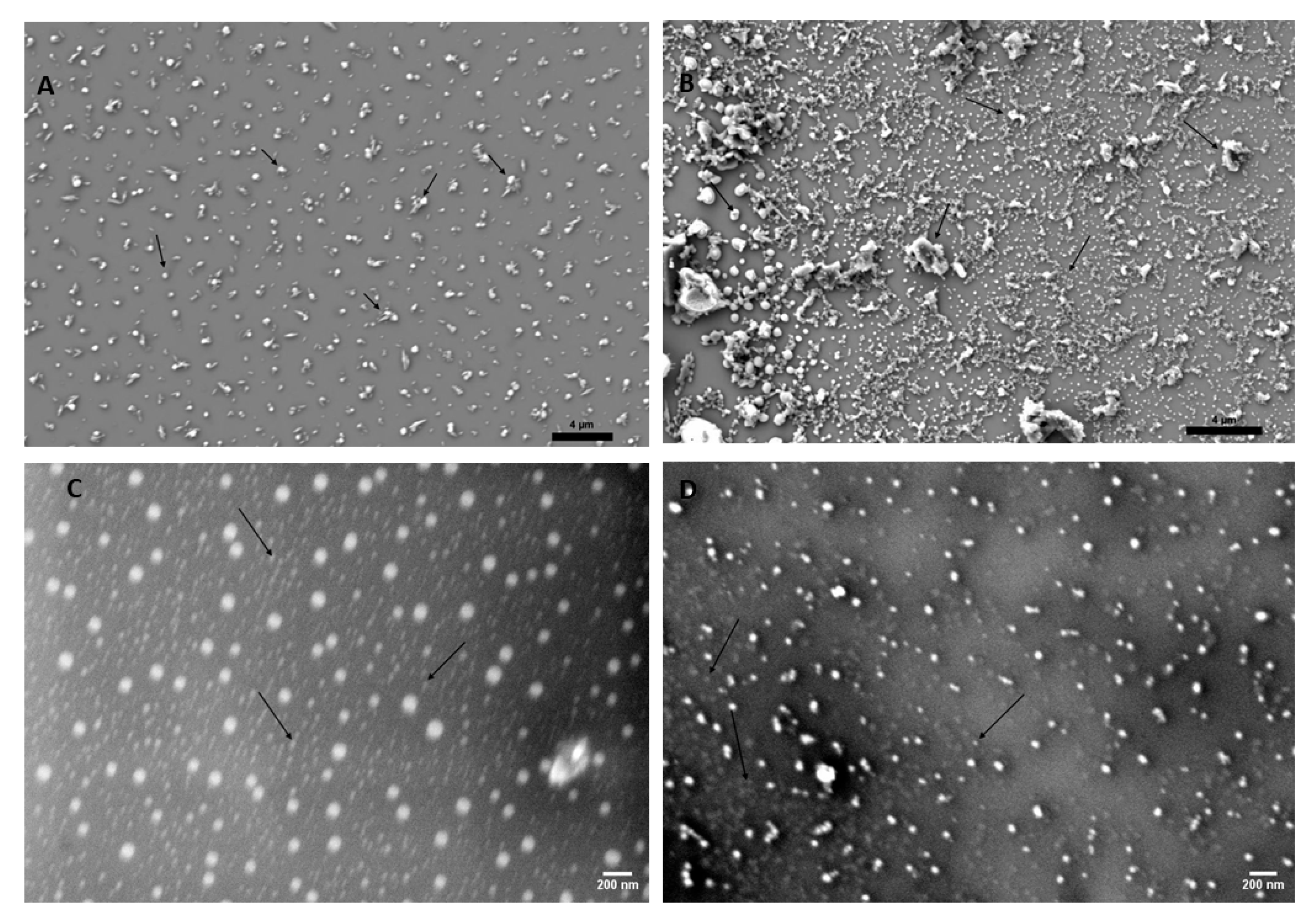 Nanomaterials 14 01029 g003a