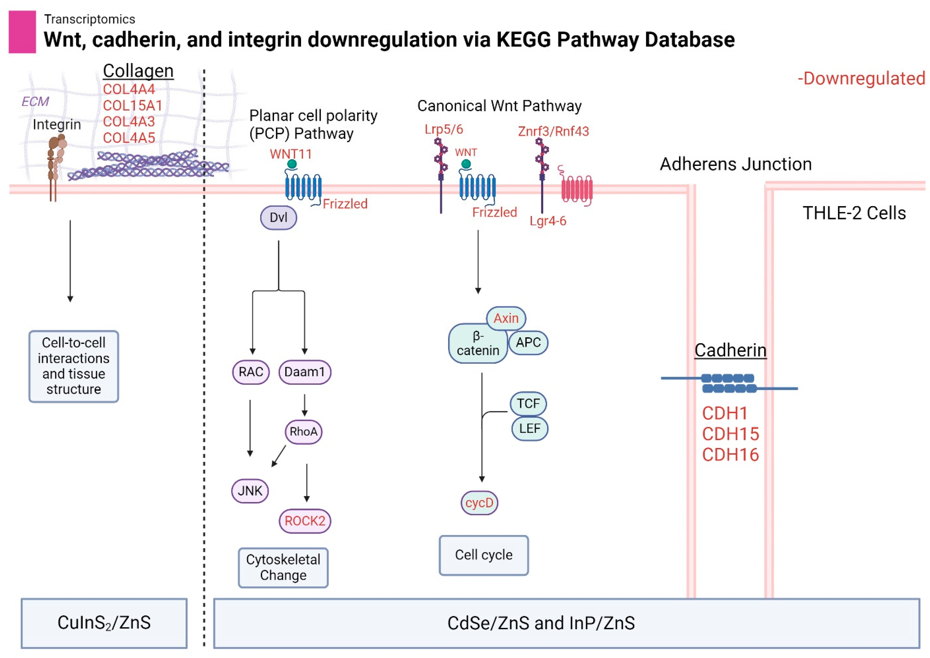 Nanomaterials 14 01086 g011