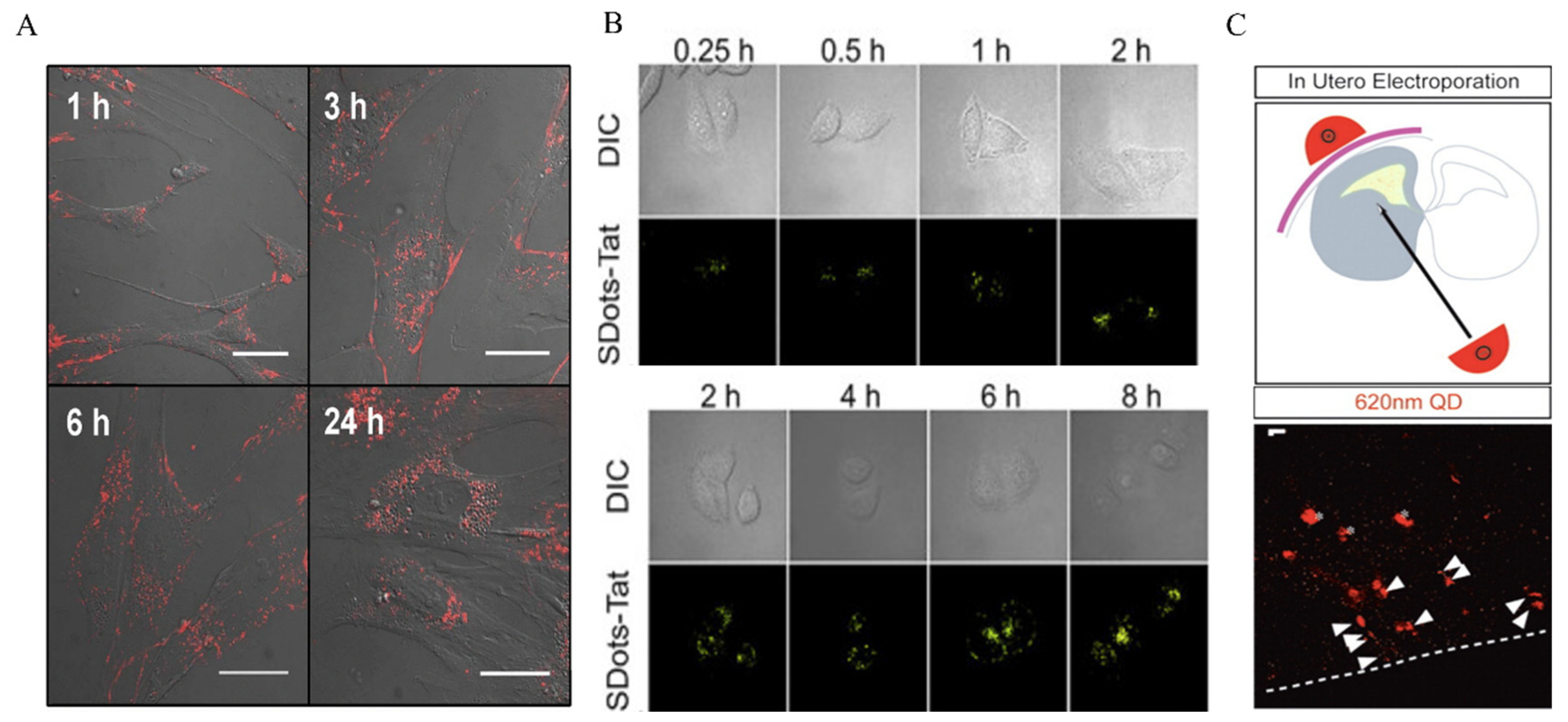 Nanomaterials 14 01088 g001