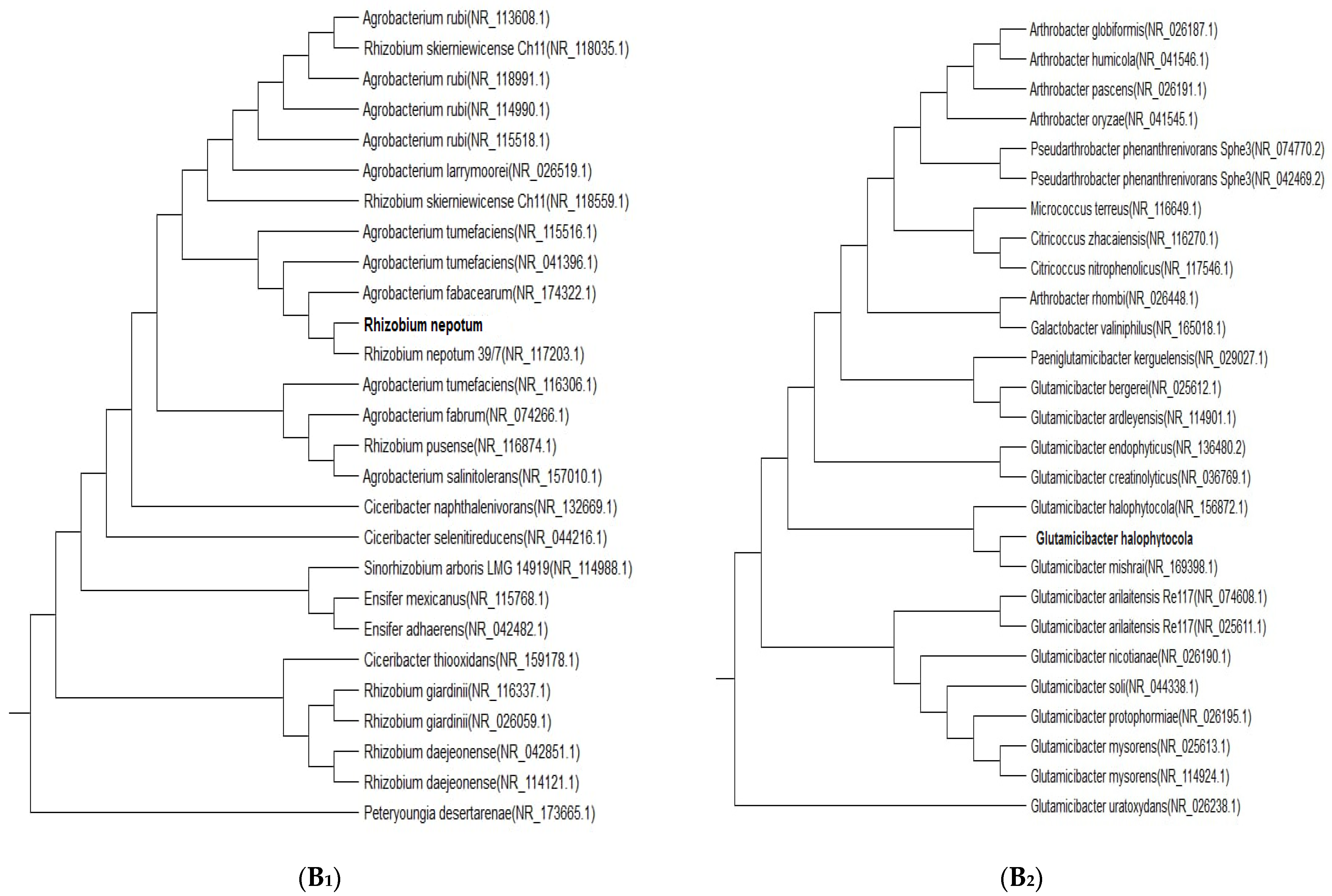 Nanomaterials 14 01164 g001