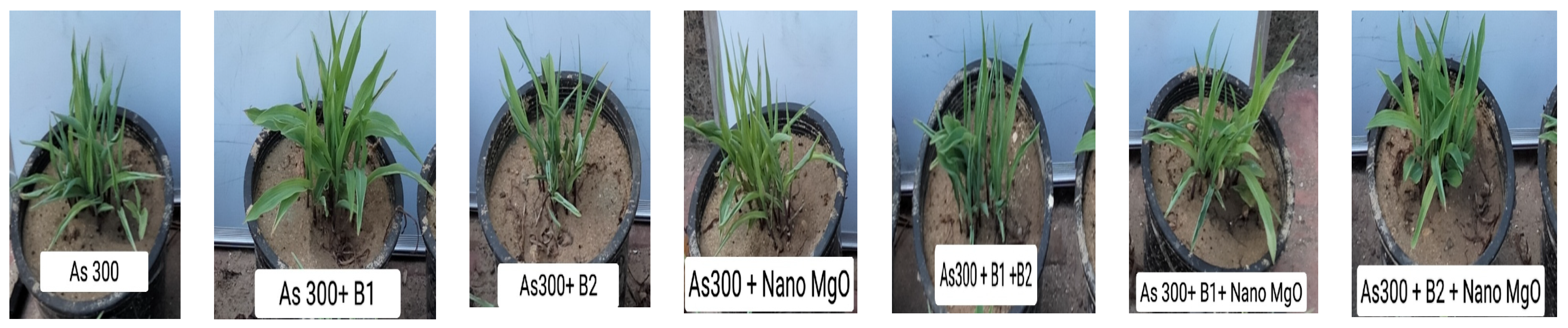 Nanomaterials 14 01164 g002