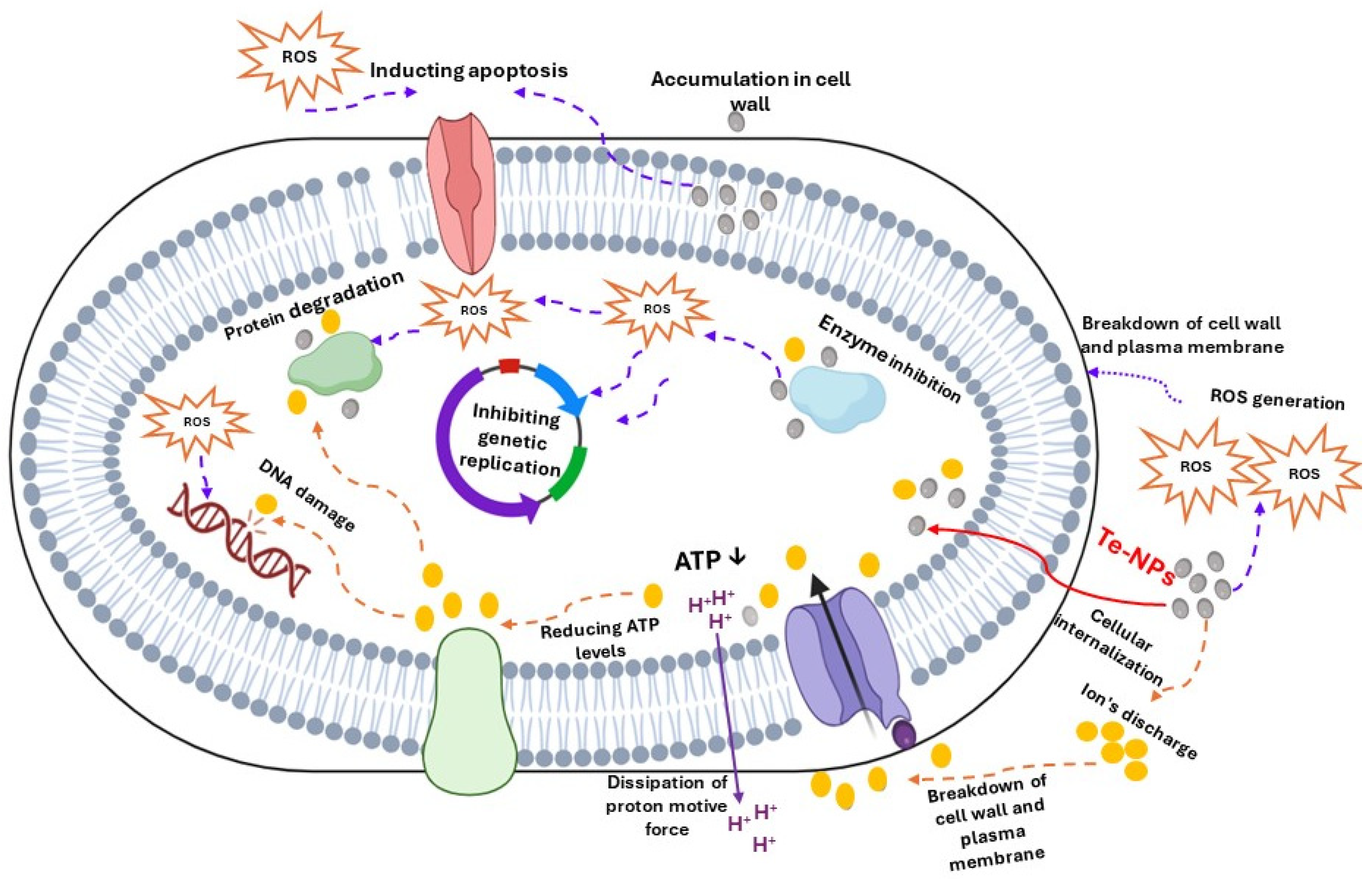 Nanomaterials 14 01249 g001
