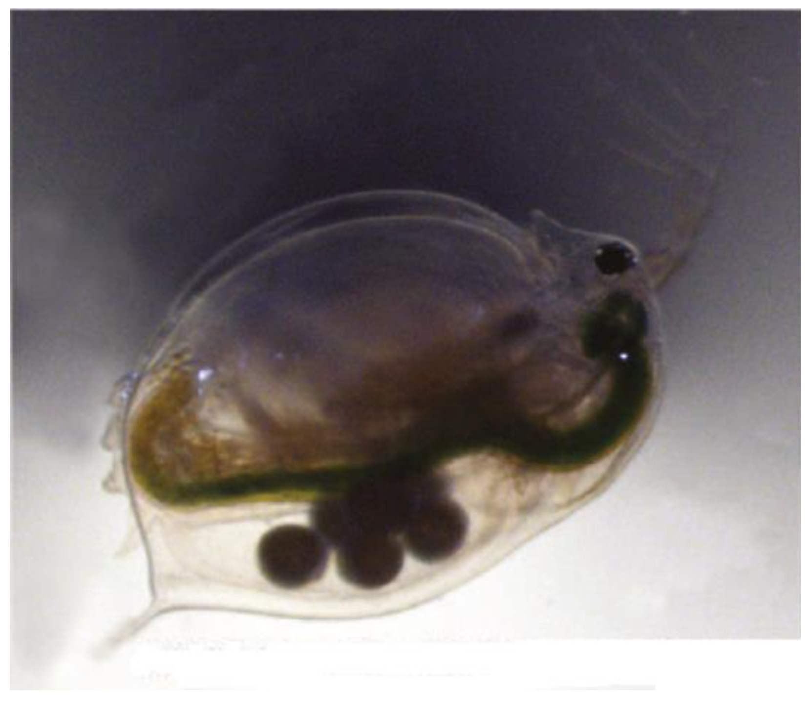 Nanomaterials 14 01447 g004