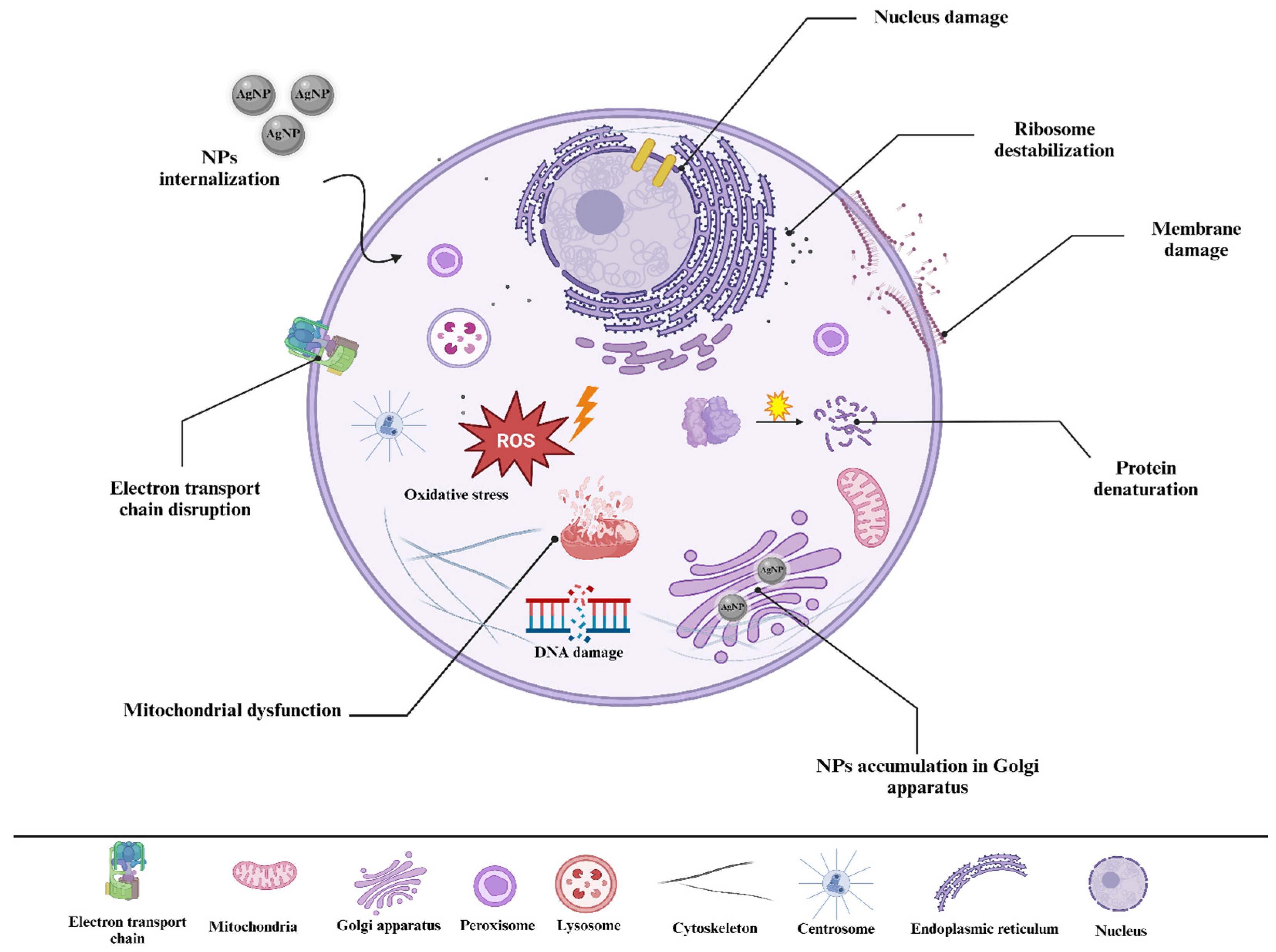 Nanomaterials 14 01527 g007