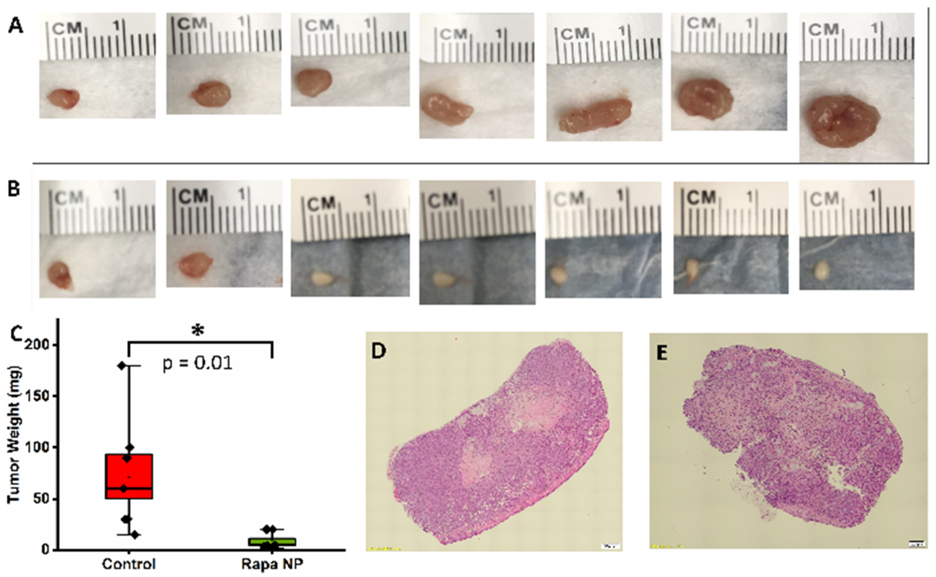 Nanomaterials 14 01752 g009