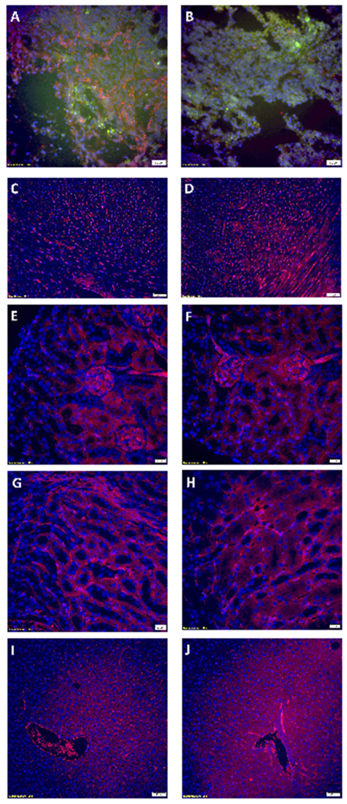 Nanomaterials 14 01752 g010