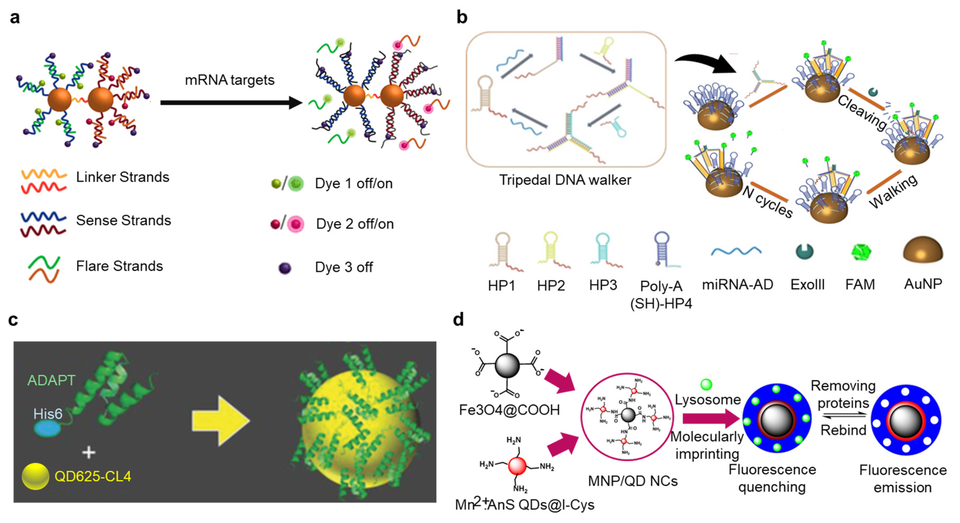 Nanomaterials 14 02014 g004