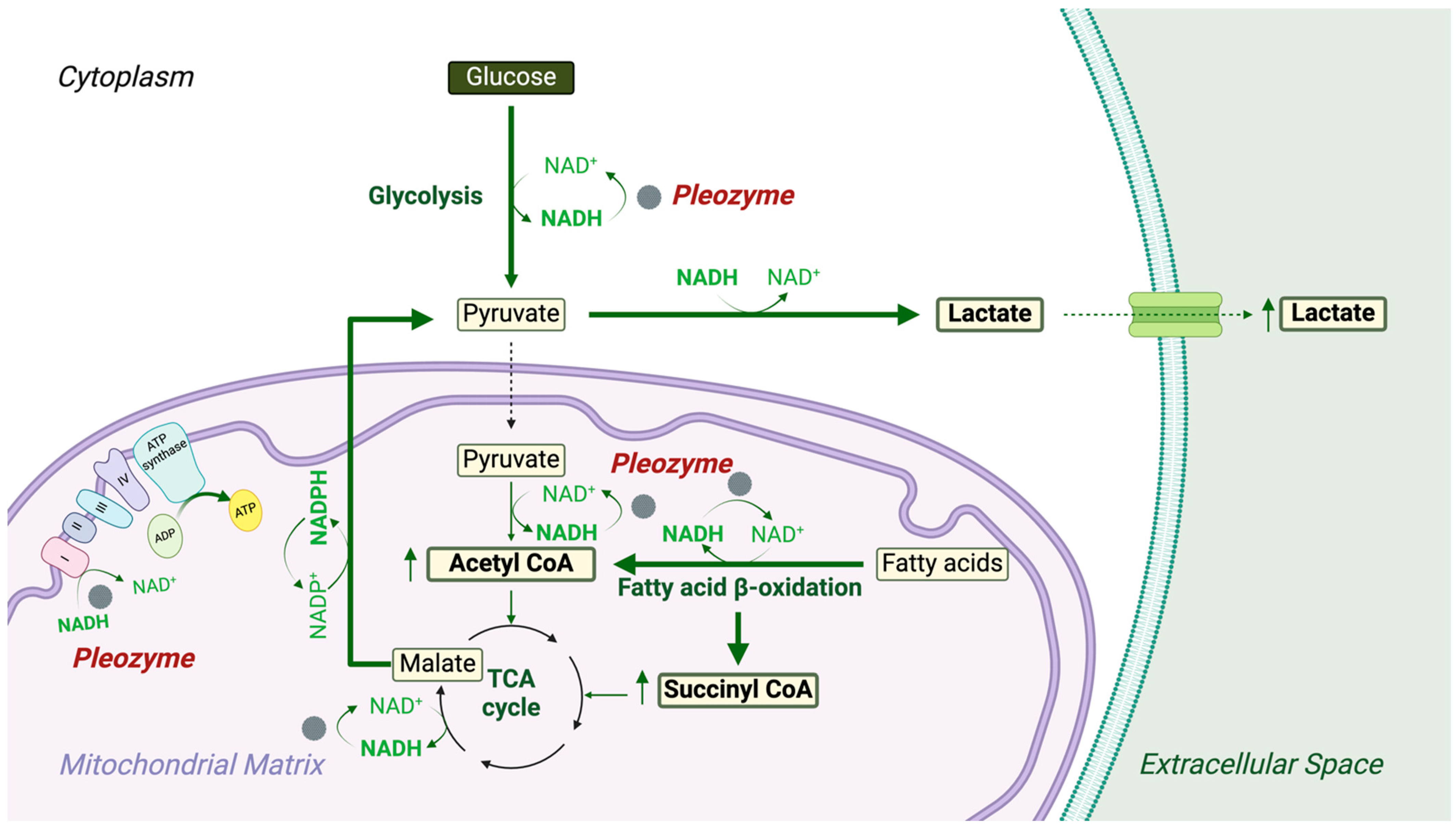 Nanomaterials 14 02017 g012