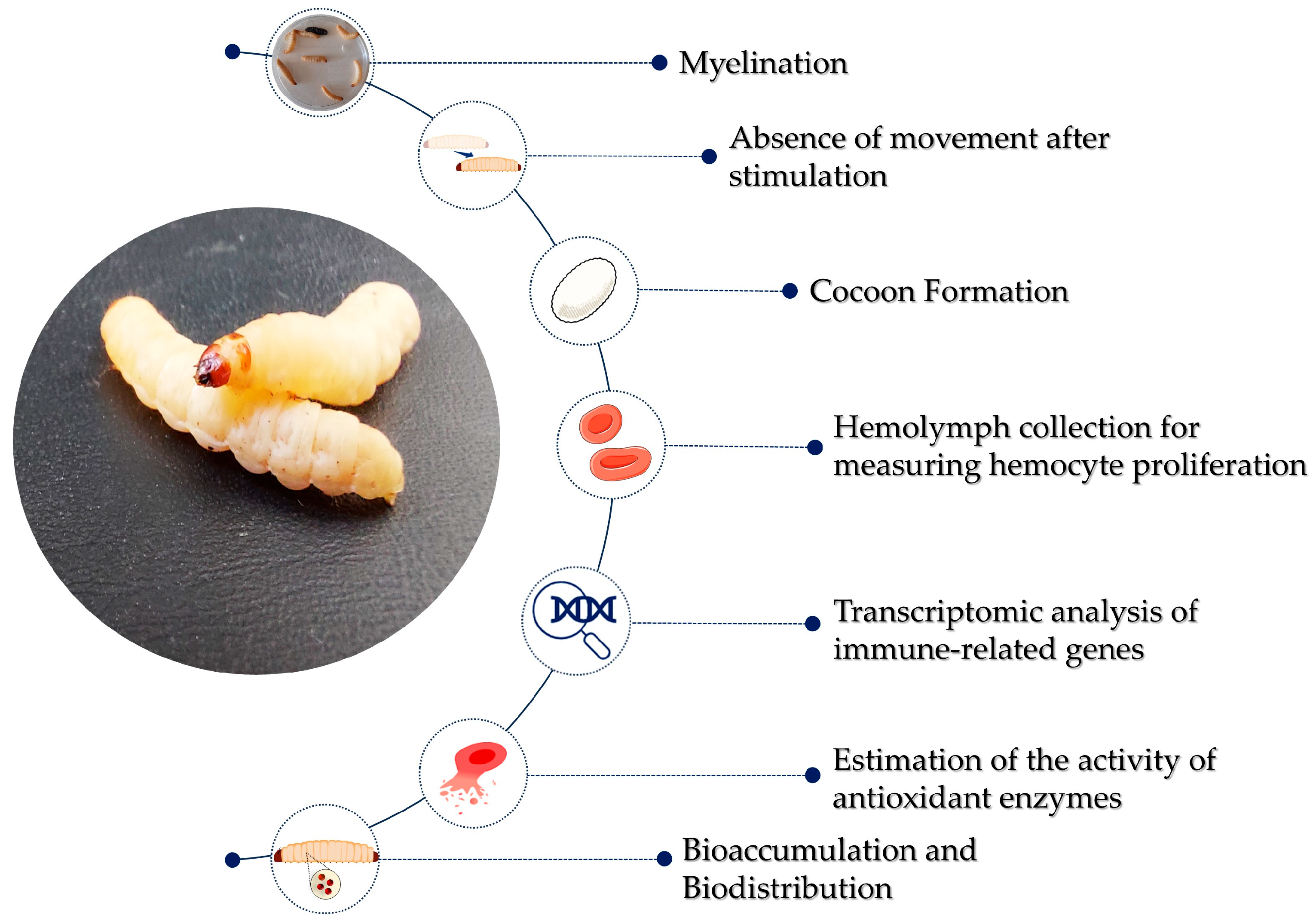Nanomaterials 15 00067 g003