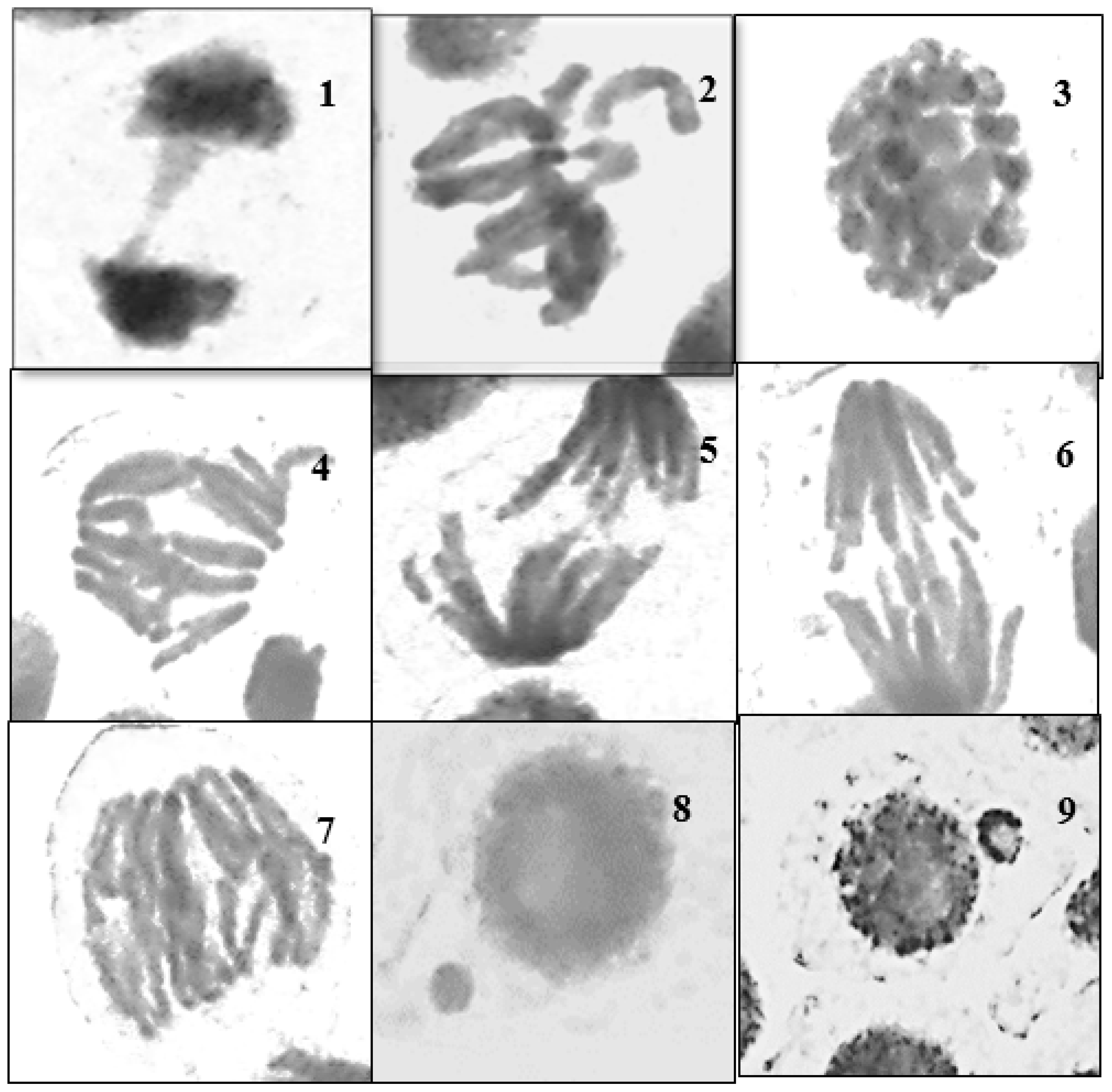 Nanomaterials 15 00077 g008 Nanomaterials 15 00077 g008