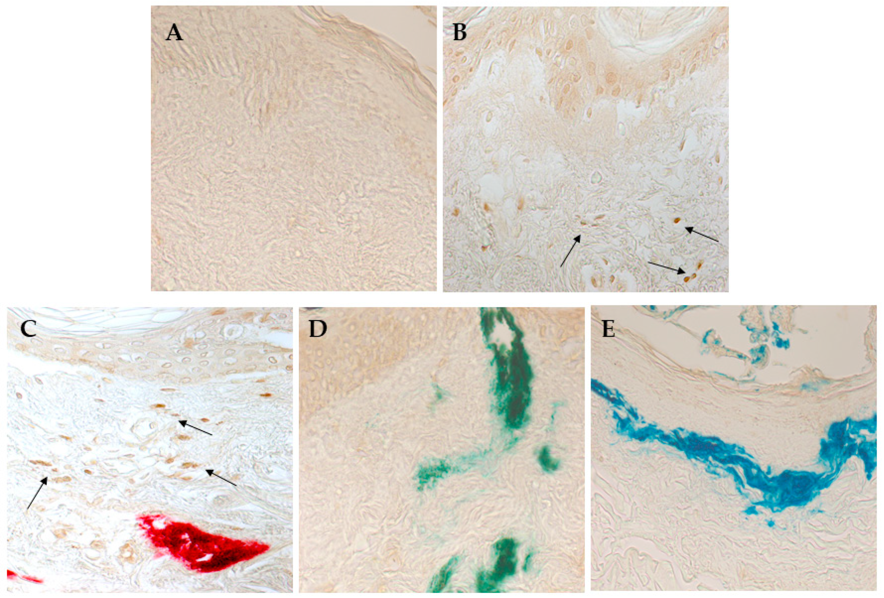 Nanomaterials 15 00270 g005