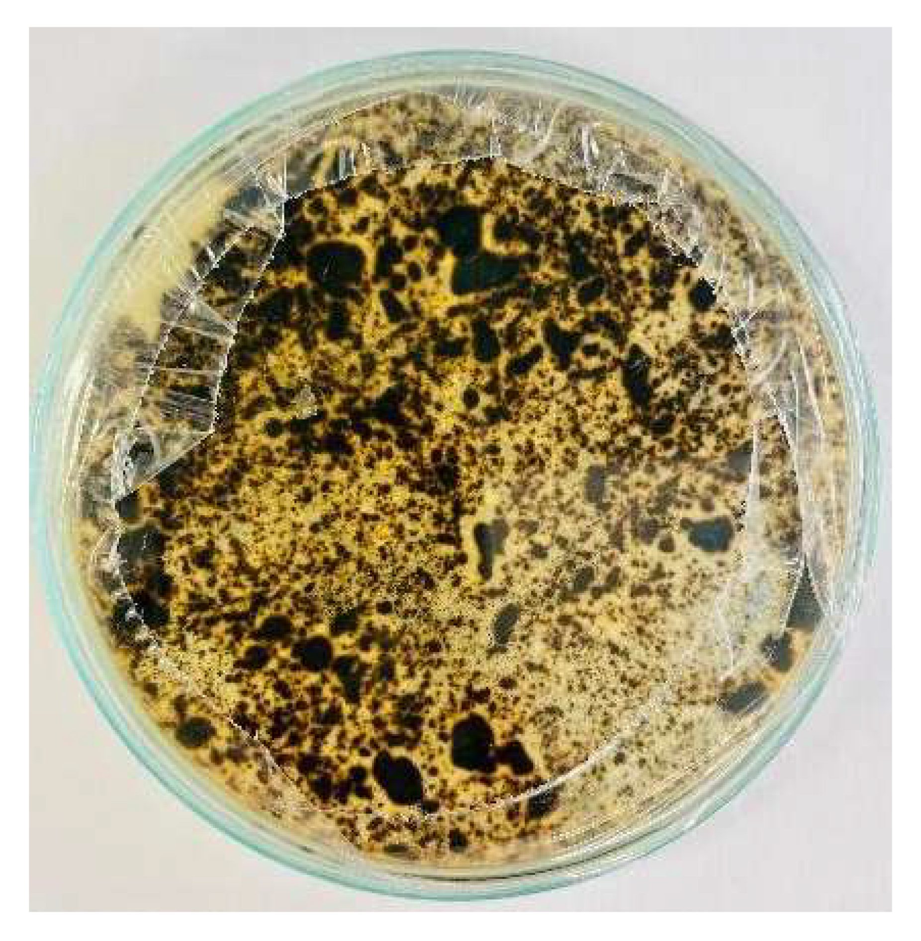 Nanomaterials 15 00379 i001