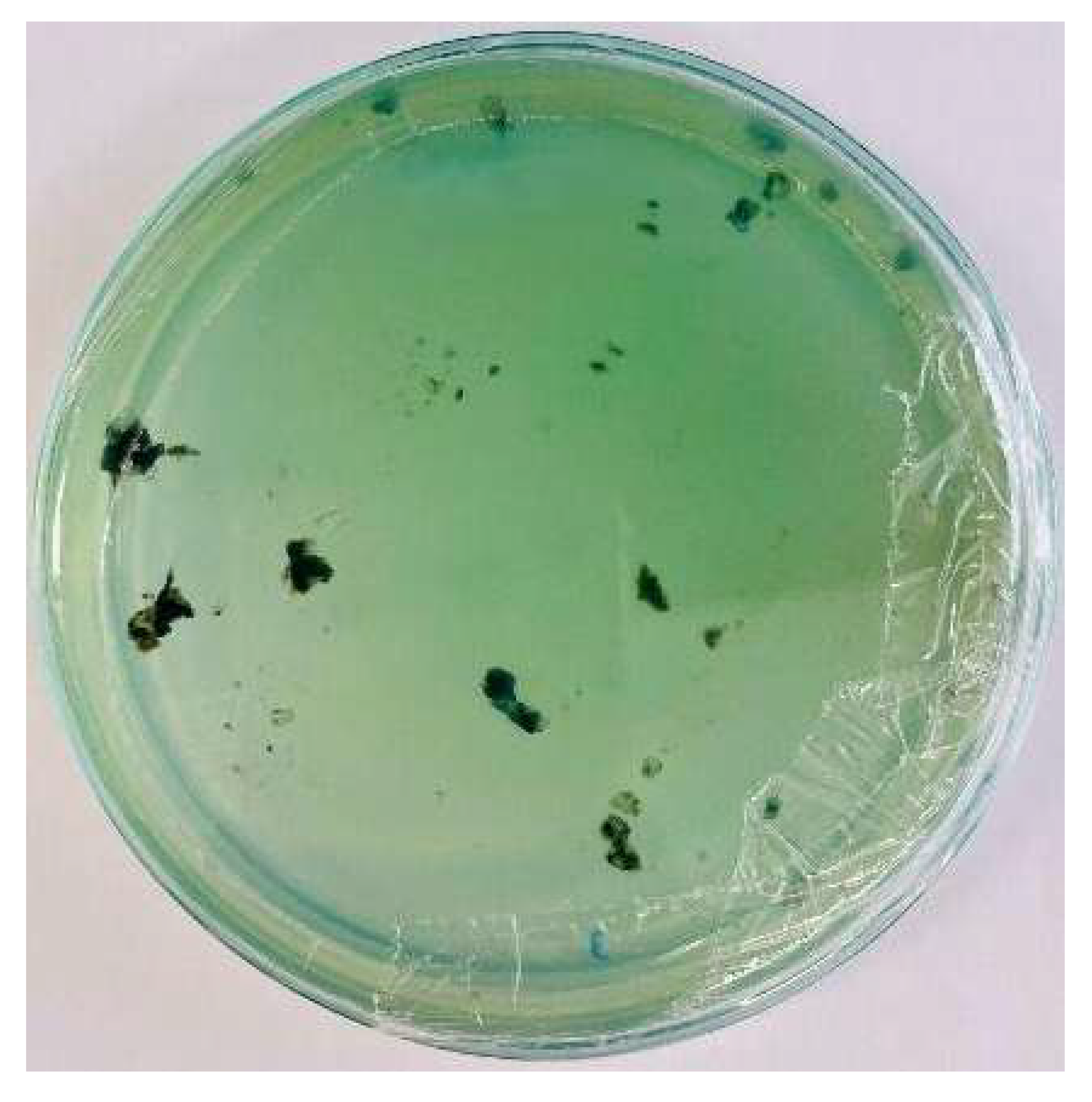 Nanomaterials 15 00379 i002