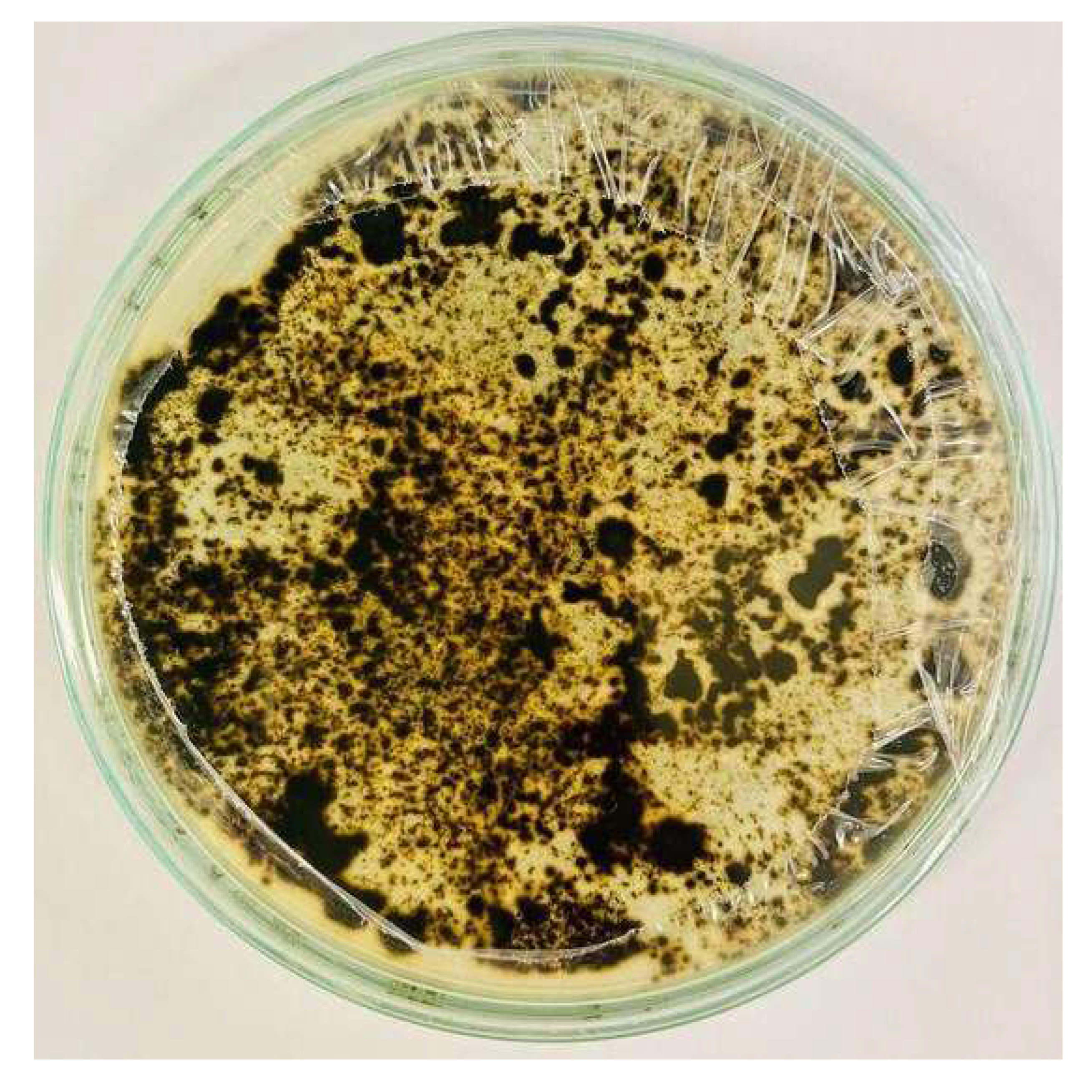 Nanomaterials 15 00379 i007