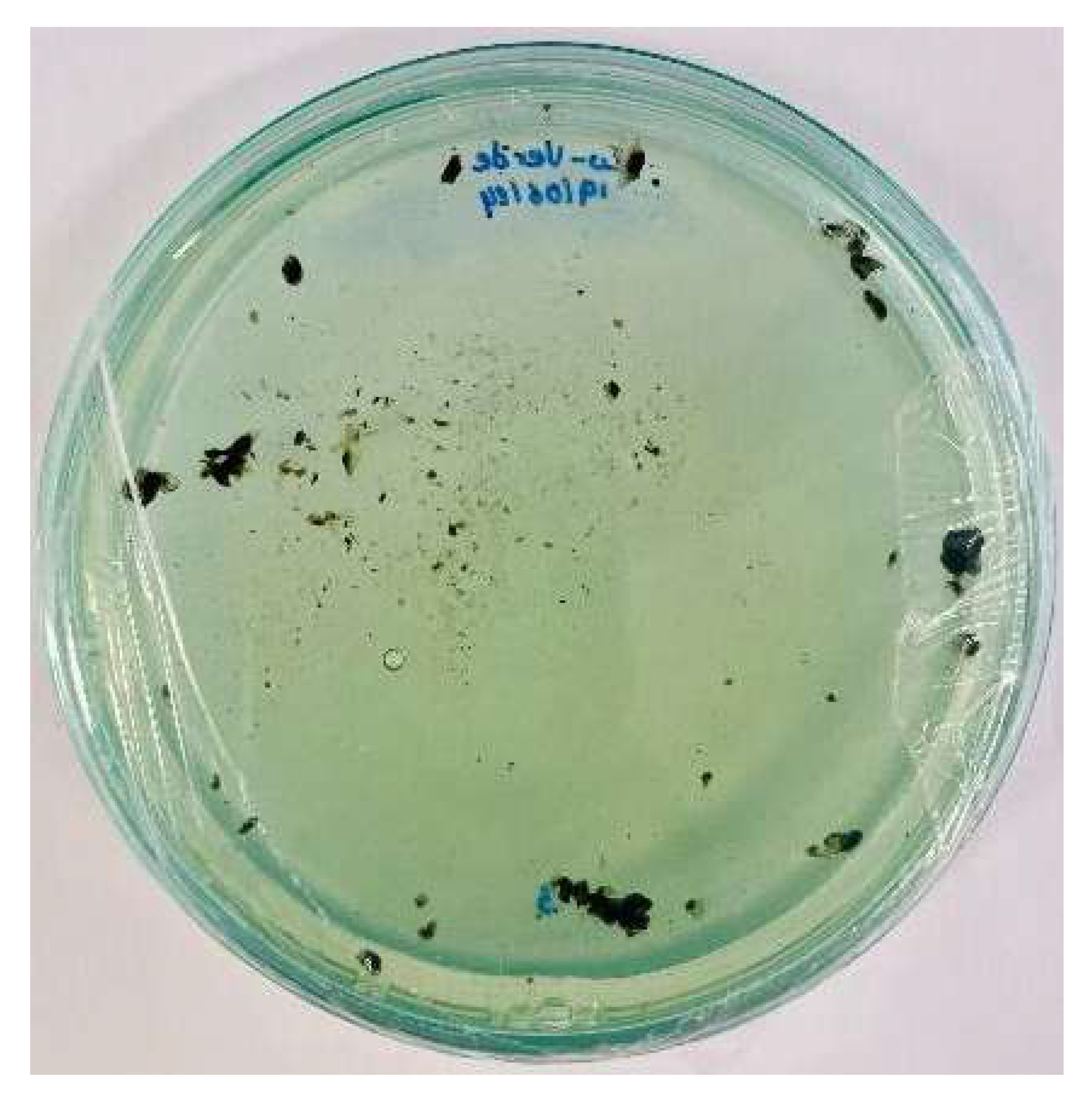 Nanomaterials 15 00379 i008