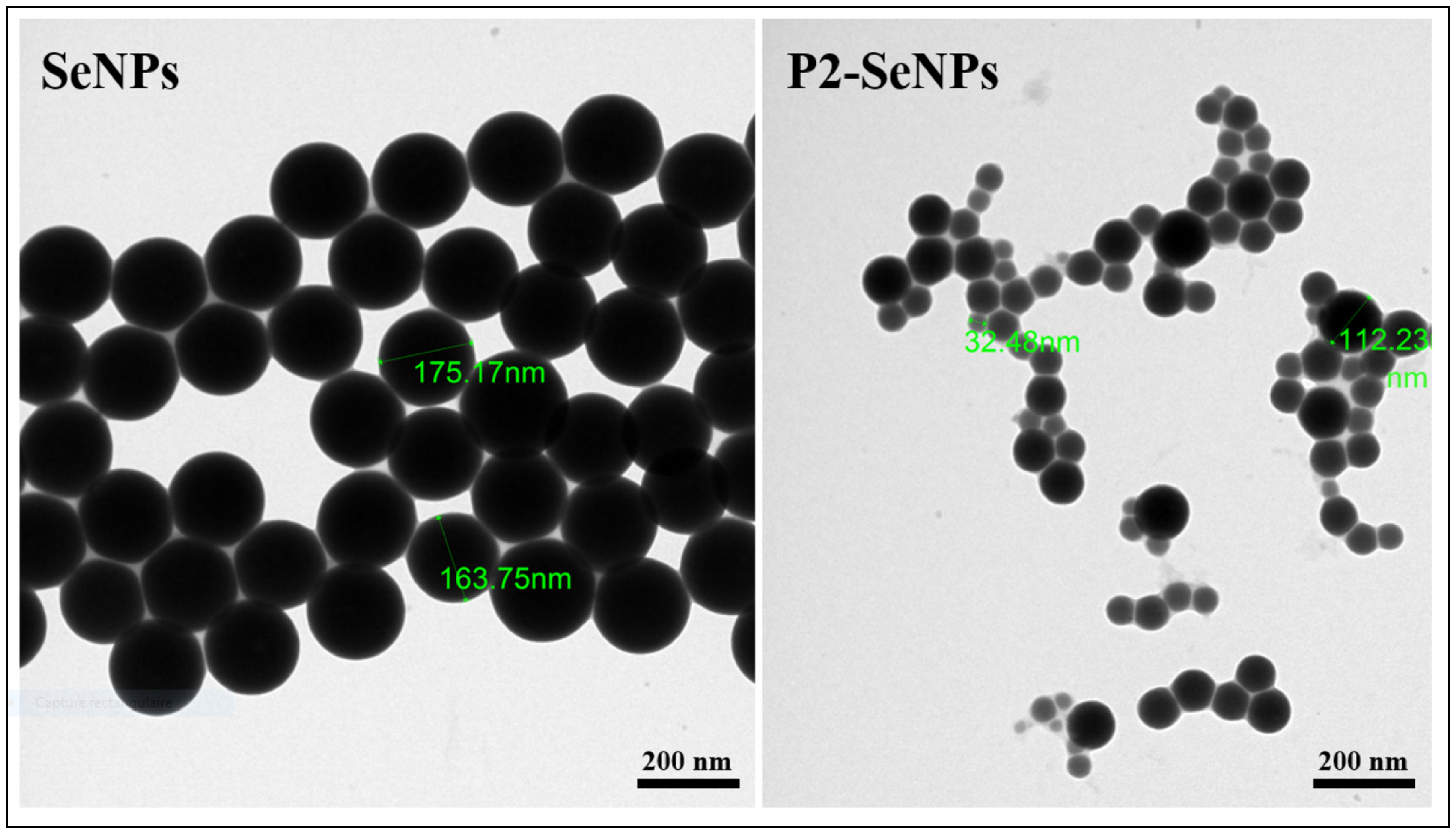 Nanomaterials 15 00435 g005