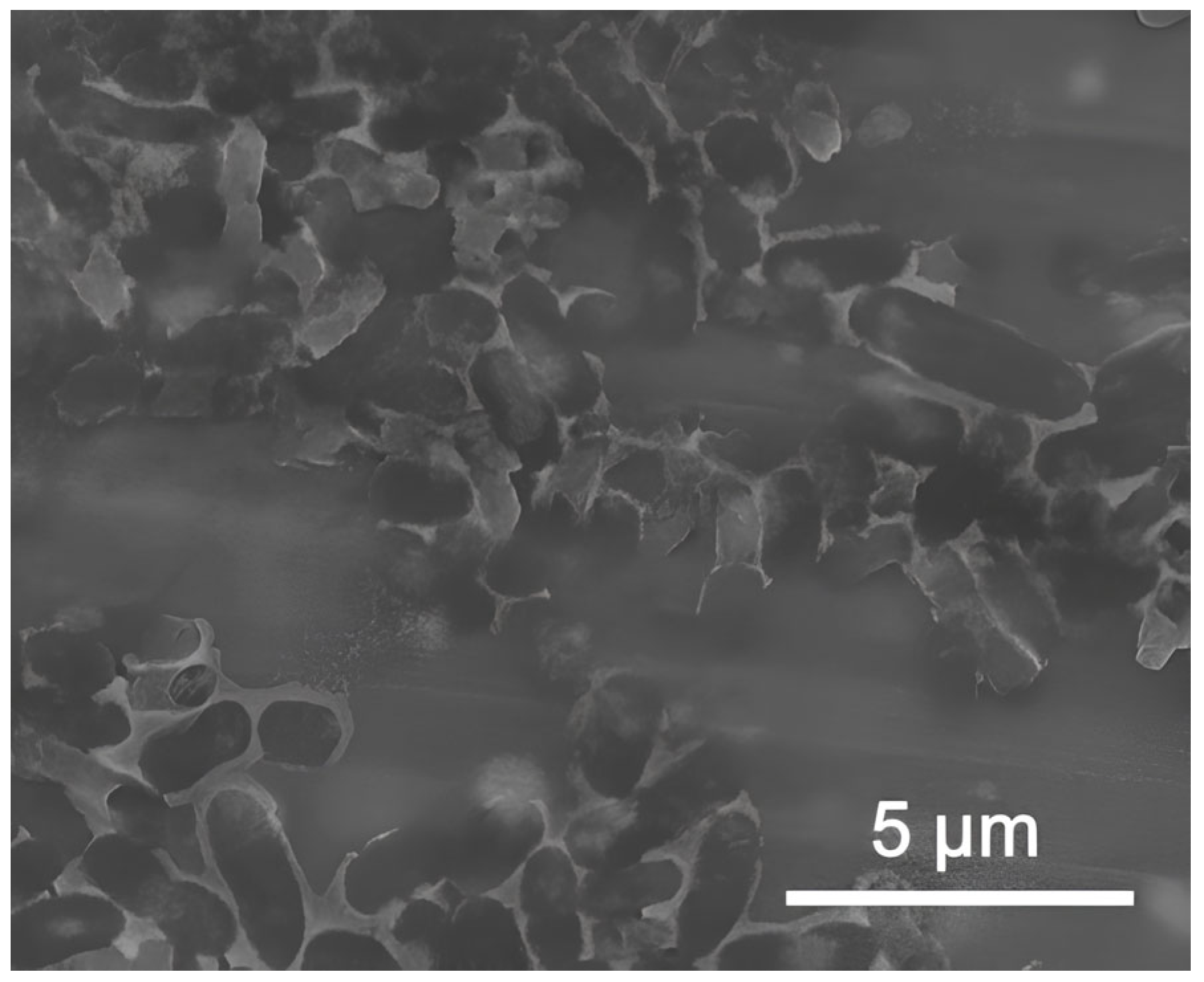 Nanomaterials 15 00469 g001