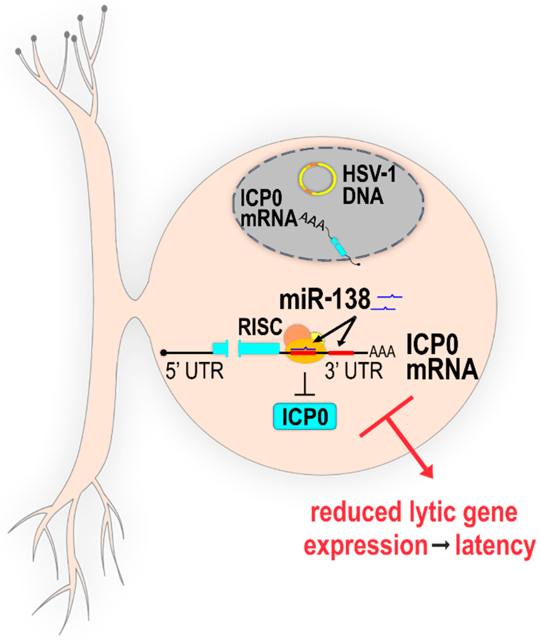 ncRNA | Free Full-Text | Herpes Simplex Virus 1 Deregulation of Host  MicroRNAs