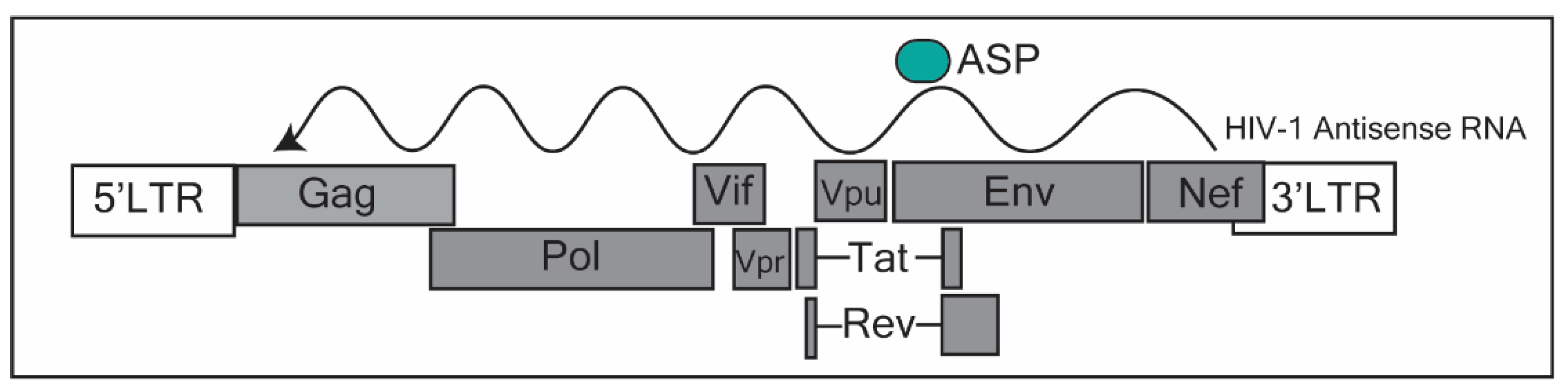 Ncrna Free Full Text Long Non Coding Rnas Mechanisms Of Action In Hiv 1 Modulation And The Identification Of Novel Therapeutic Targets Html