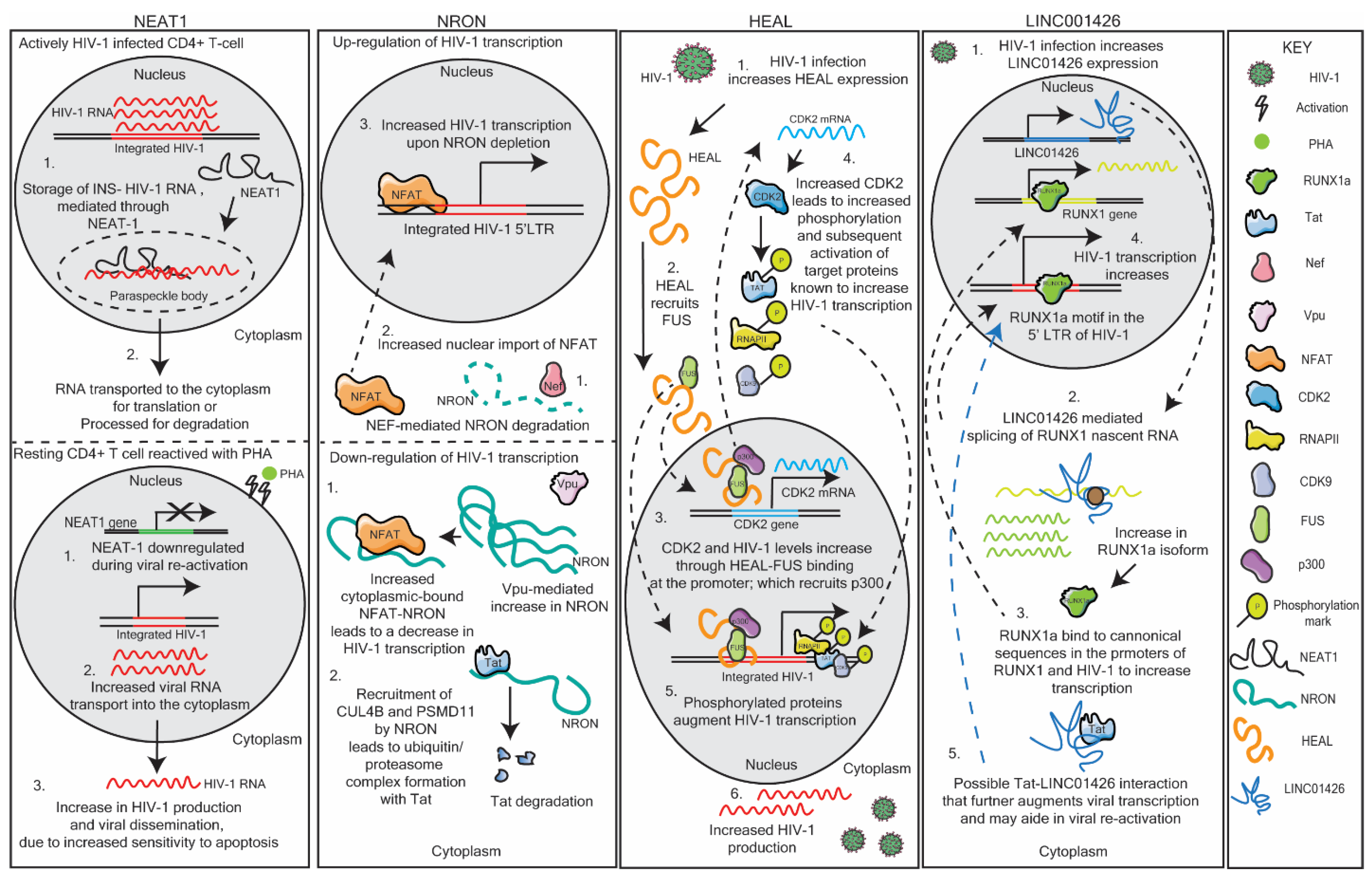 Ncrna Free Full Text Long Non Coding Rnas Mechanisms Of Action In Hiv 1 Modulation And The Identification Of Novel Therapeutic Targets Html