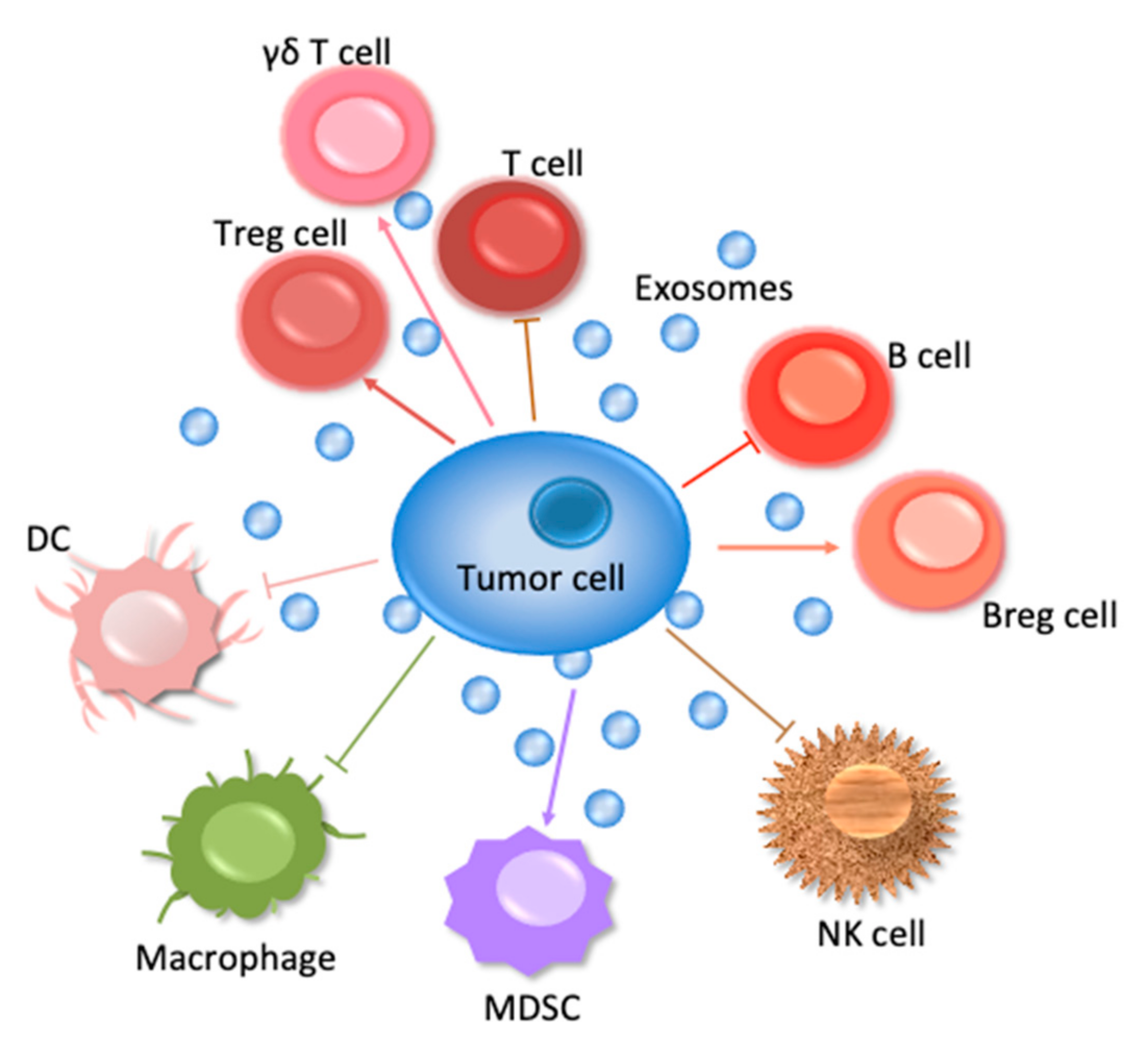 ncRNA | Free Full-Text | Exosomes in Immune Regulation