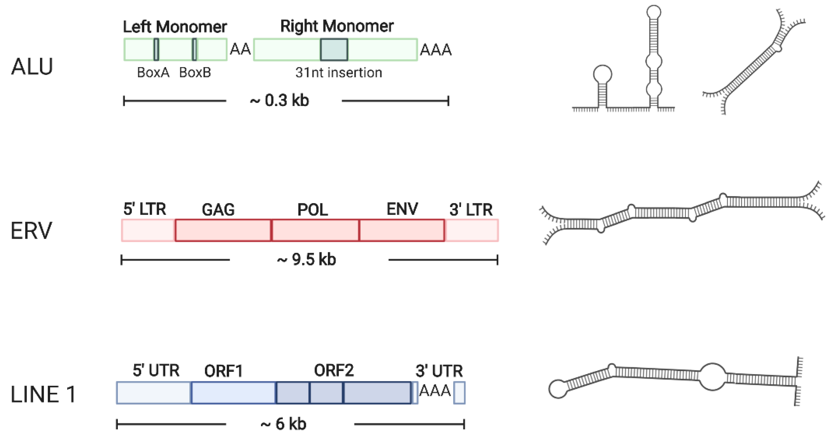 Ncrna Free Full Text Endogenous Double Stranded Rna Html