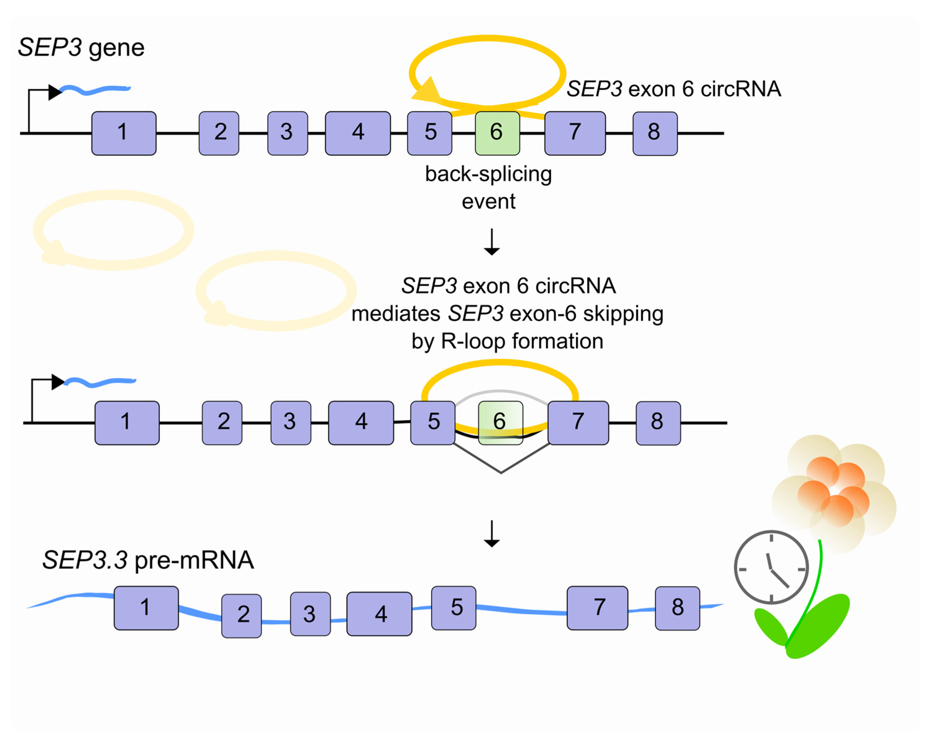 Ncrna 07 00021 g003 Ncrna 07 00021 g003