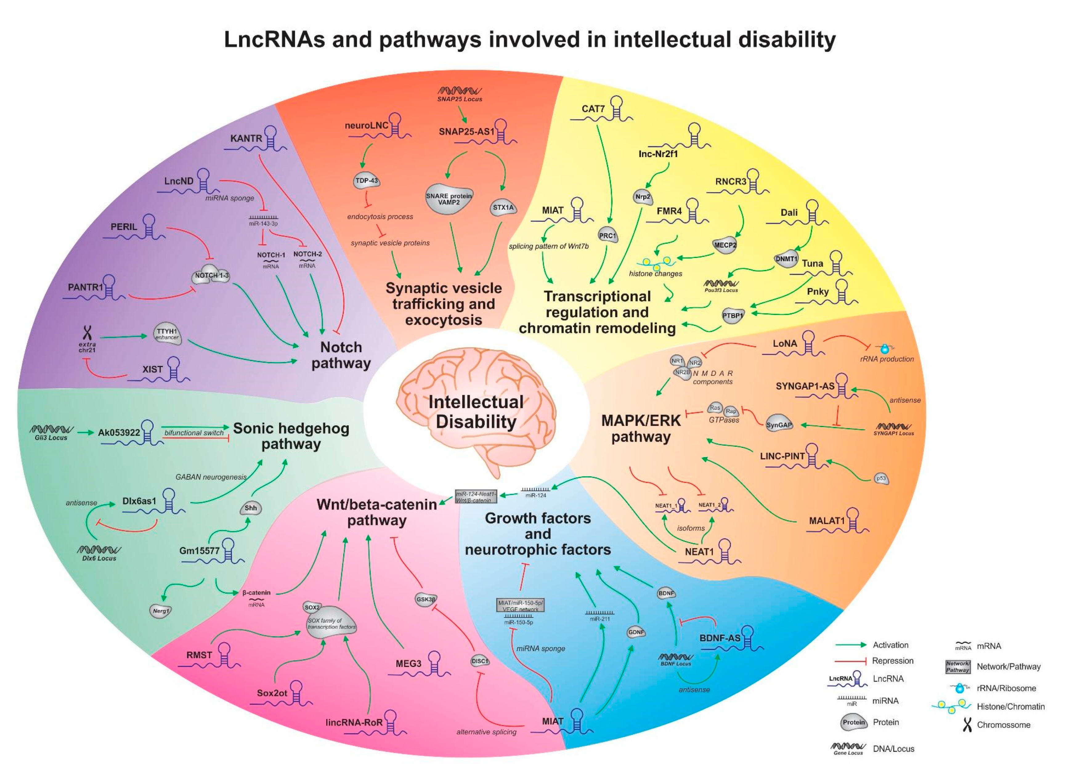 ncRNA | Free Full-Text | Non-Syndromic Intellectual Disability and Its  Pathways: A Long Noncoding RNA Perspective | HTML