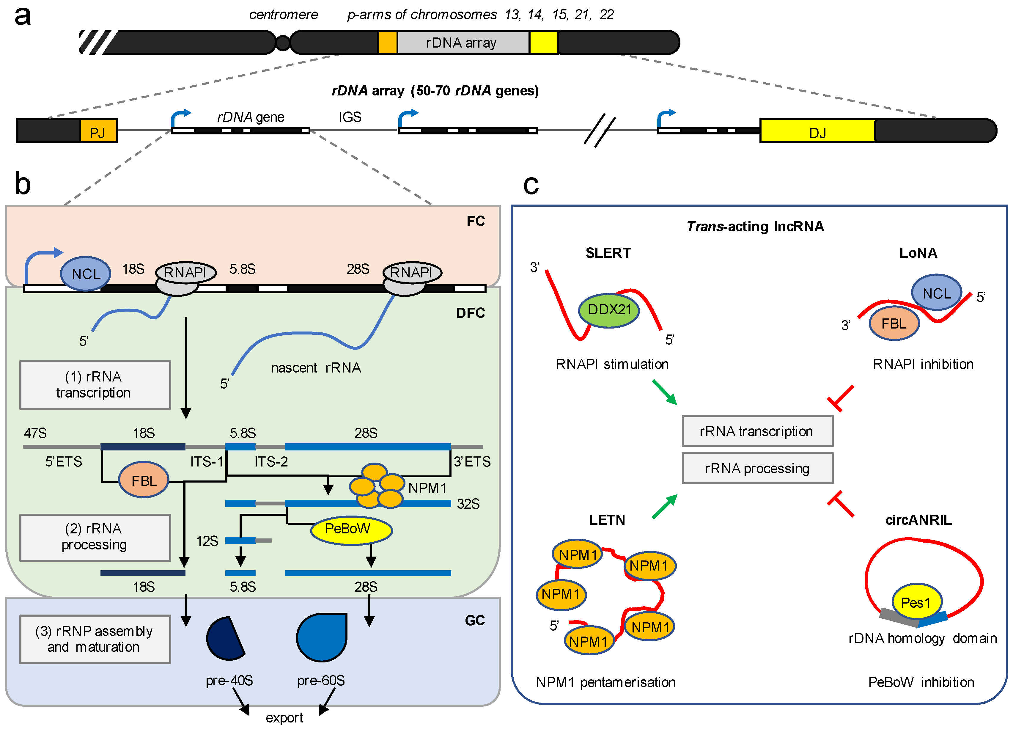 Ncrna 07 00042 g002 Ncrna 07 00042 g002