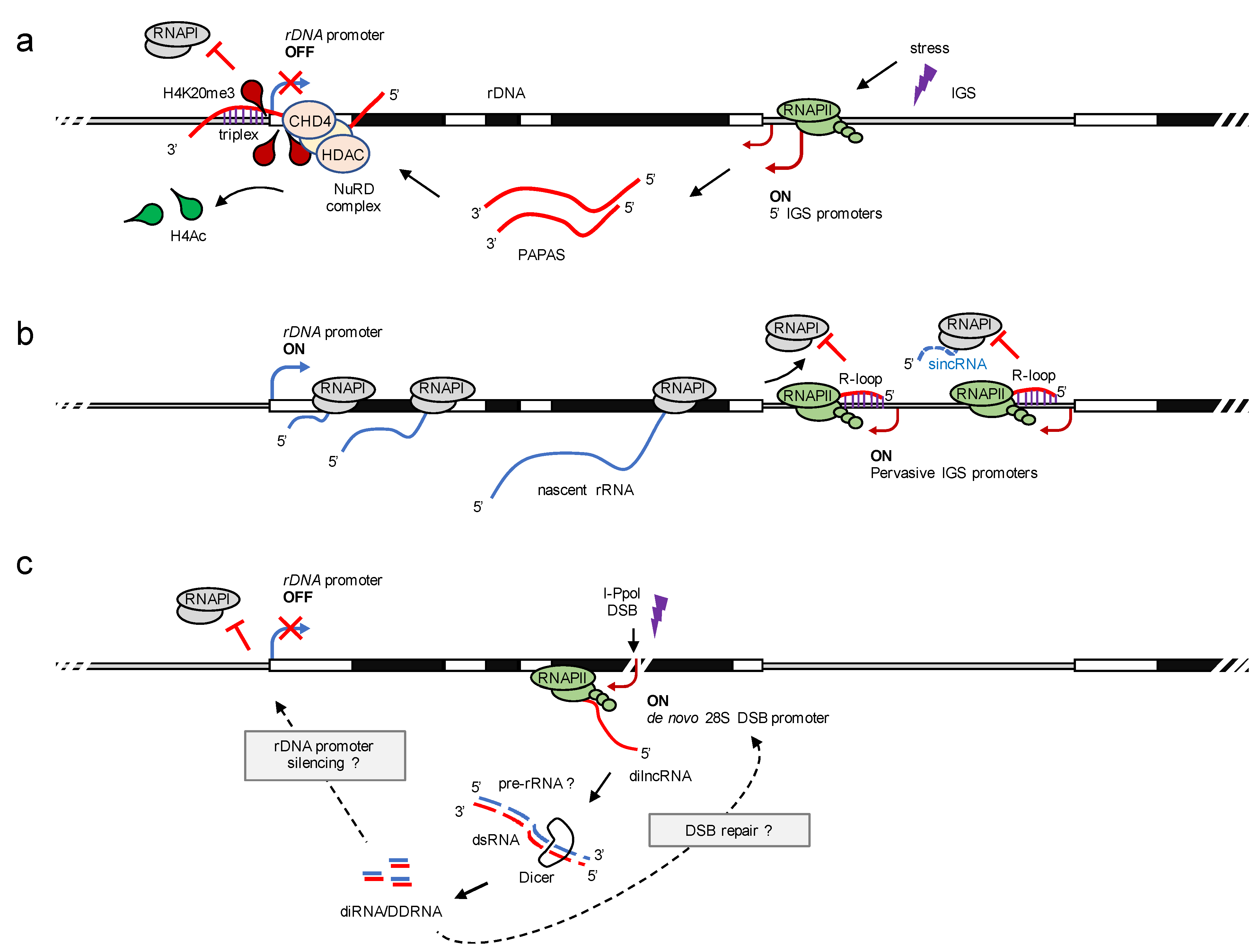 Ncrna 07 00042 g003 Ncrna 07 00042 g003