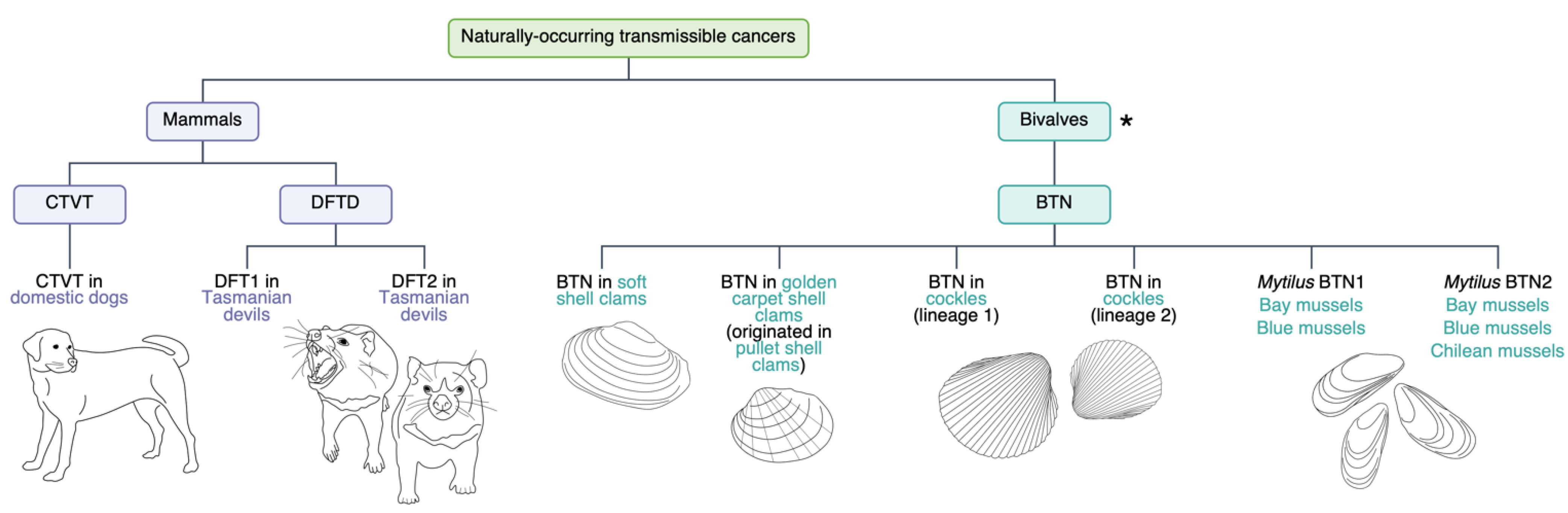 Ncrna 07 00072 g001 Ncrna 07 00072 g001