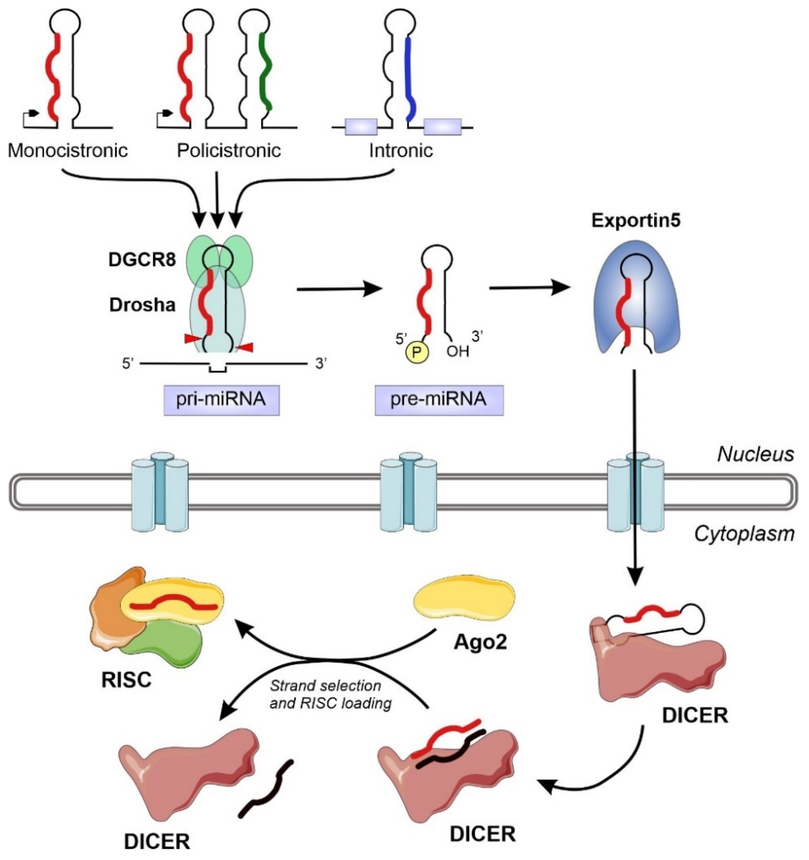 ncRNA | Free Full-Text | A Structural View of miRNA Biogenesis and Function  | HTML