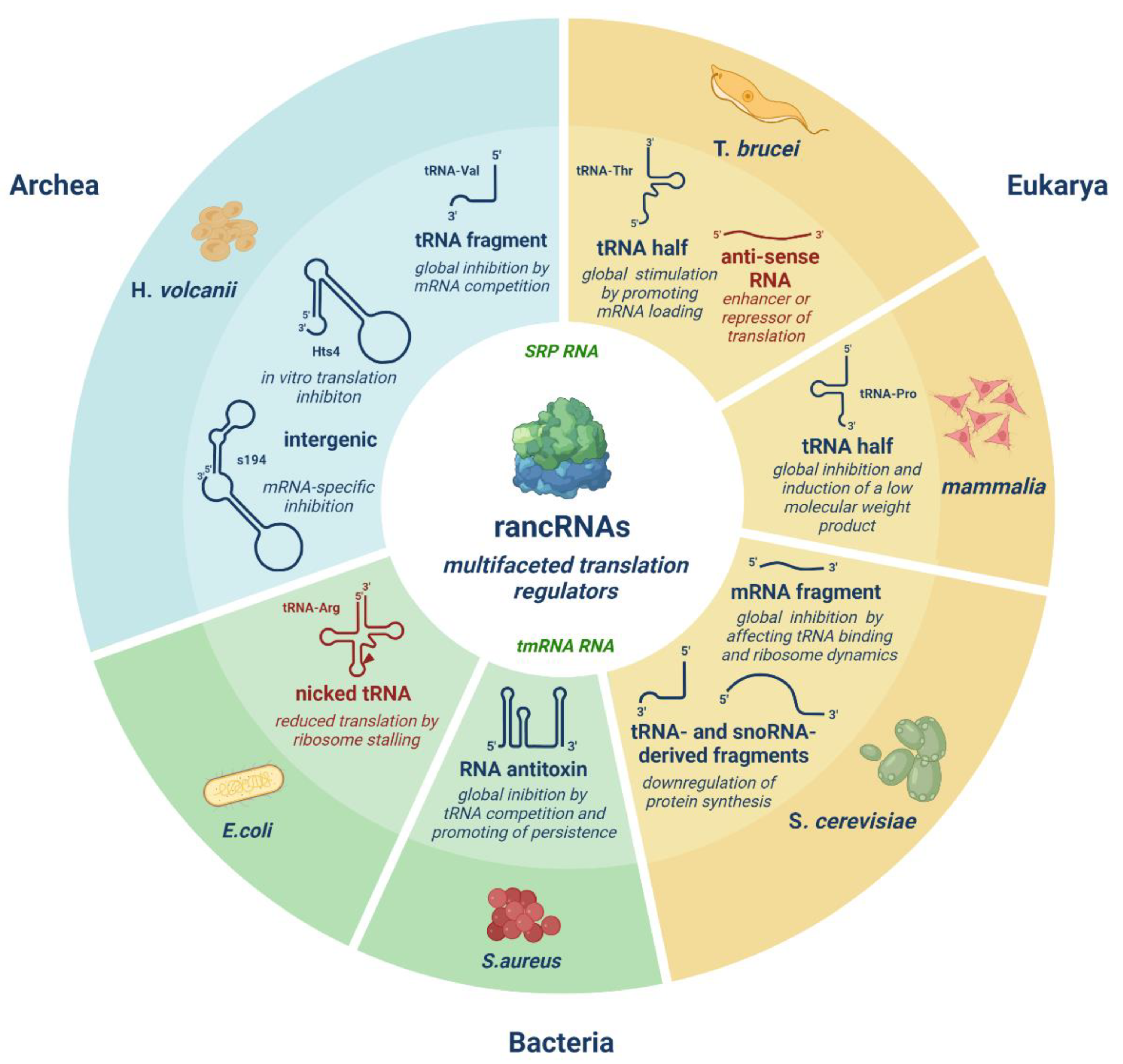 Ncrna Free Full Text Ribosome Associated Ncrnas Rancrnas Adjust Translation And Shape Proteomes Html