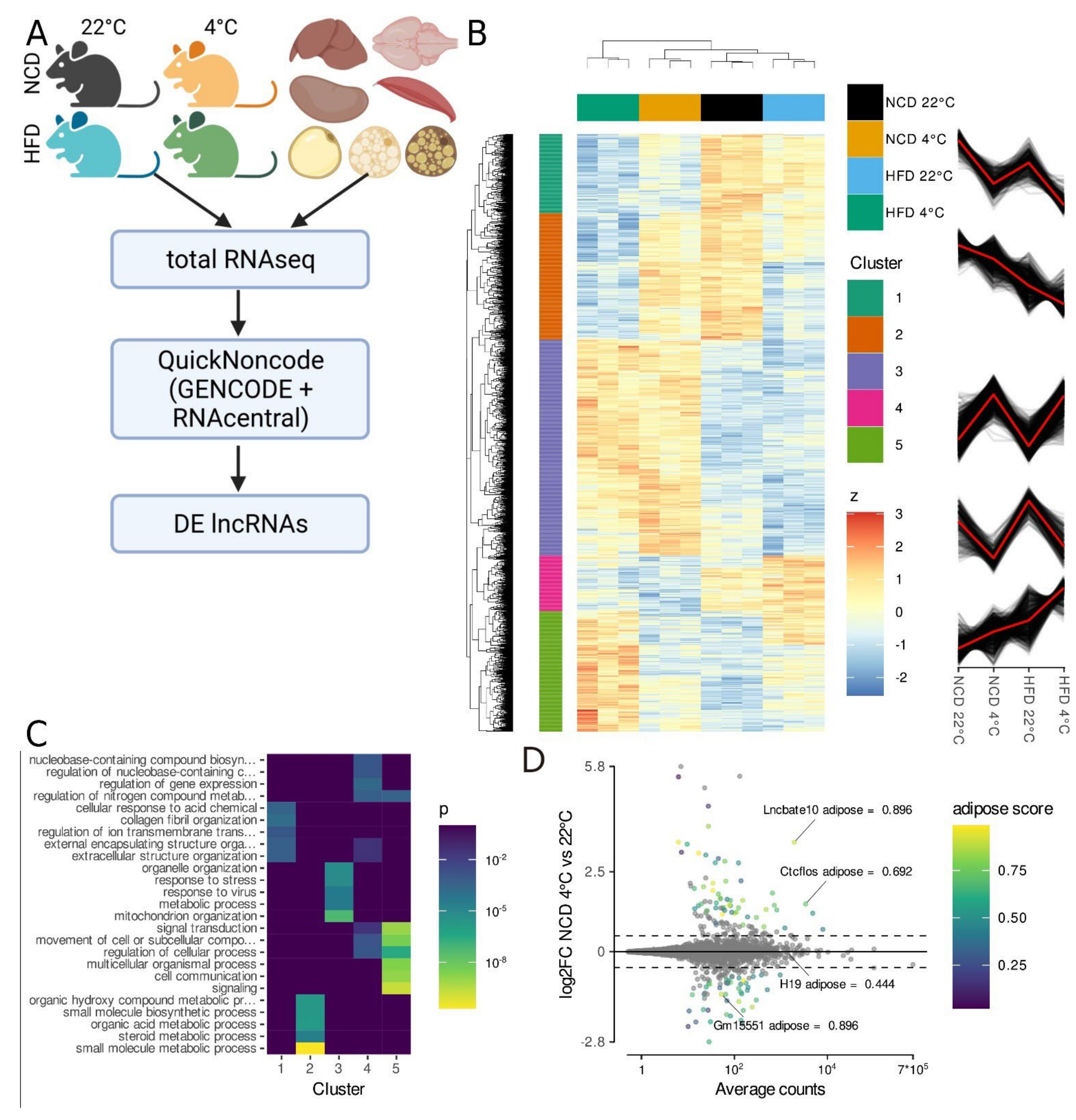 ncRNA | Free Full-Text | Comprehensive Transcriptional Profiling and Mouse  Phenotyping Reveals Dispensable Role for Adipose Tissue Selective Long  Noncoding RNA Gm15551 | HTML