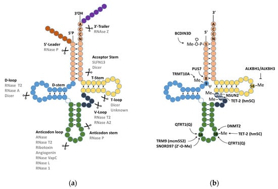 tRNA modifications: insights into their role in human cancers: Trends in  Cell Biology