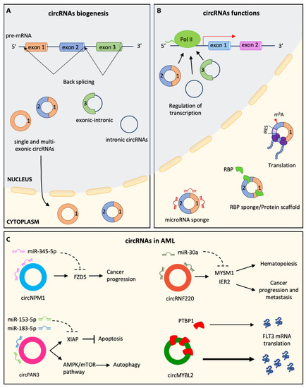 ncRNA | Free Full-Text | Circular RNAs Activity in the Leukemic