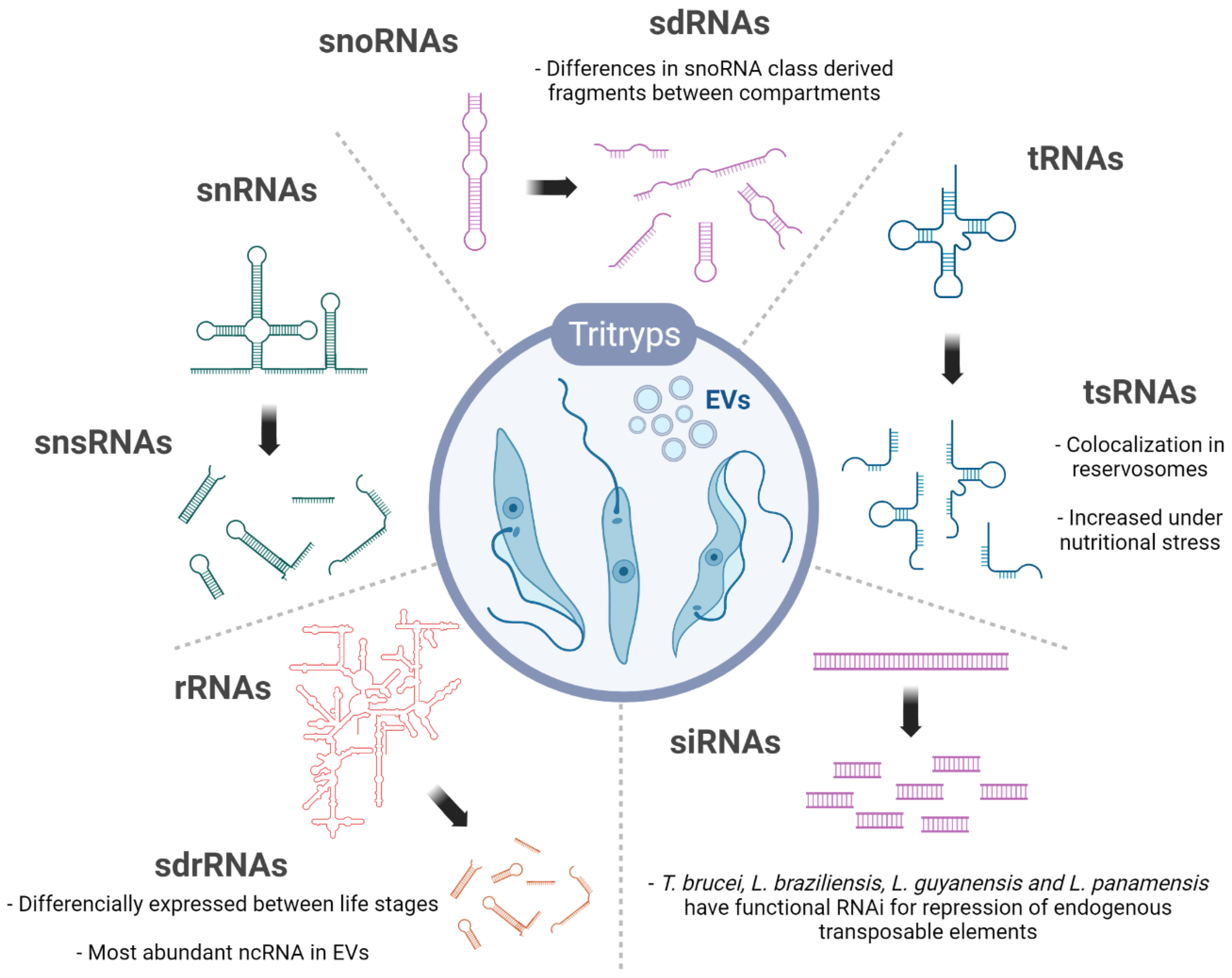 ncRNA | Free Full-Text | Current Status of Regulatory Non-Coding RNAs  Research in the Tritryp