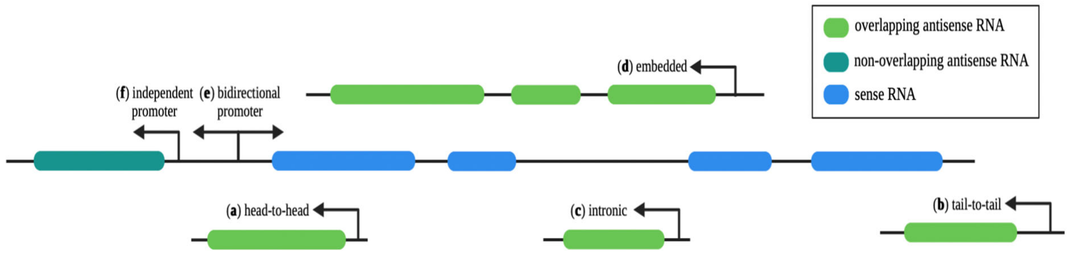 Ncrna 08 00074 g001 Ncrna 08 00074 g001