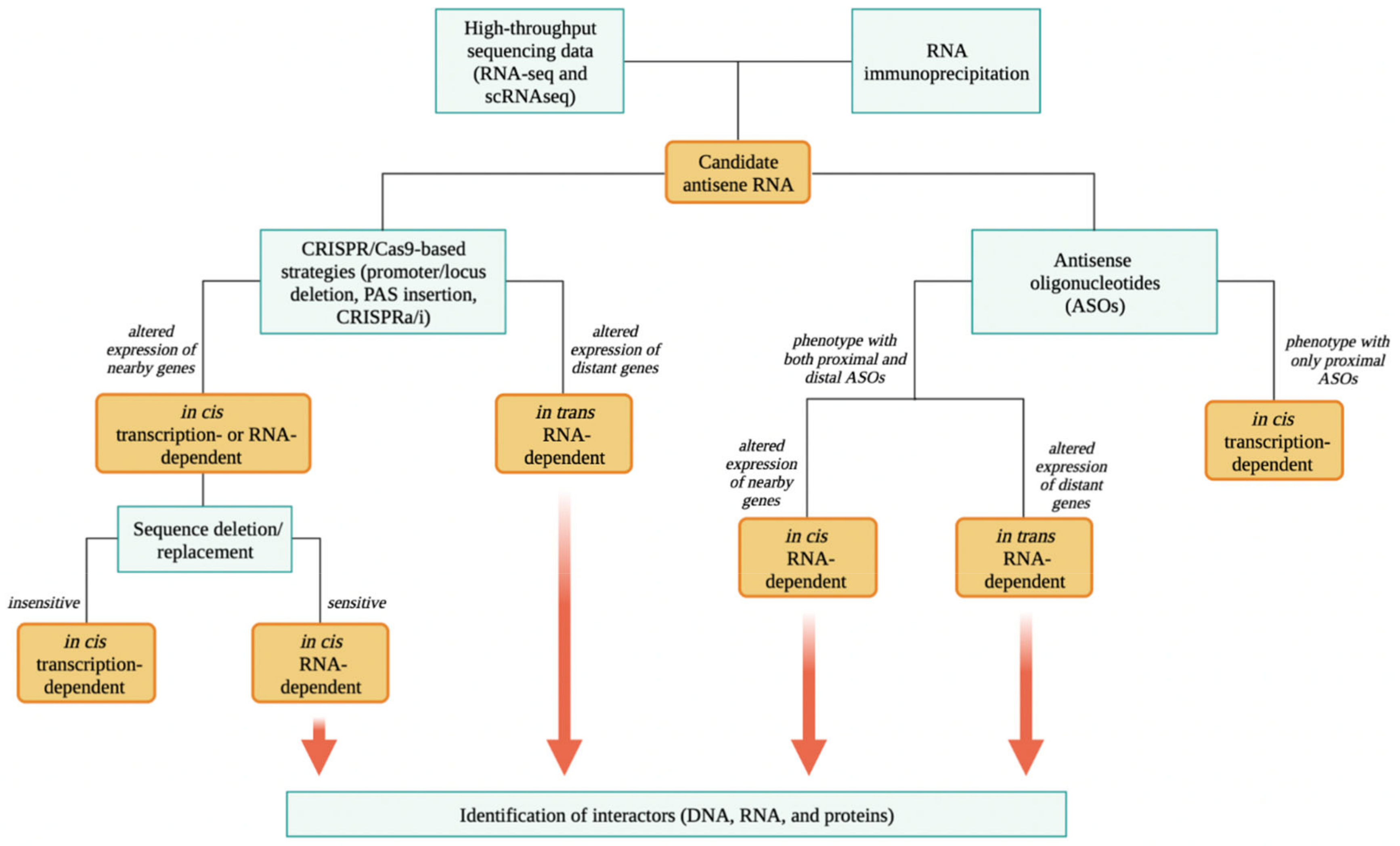 Ncrna 08 00074 g004 Ncrna 08 00074 g004